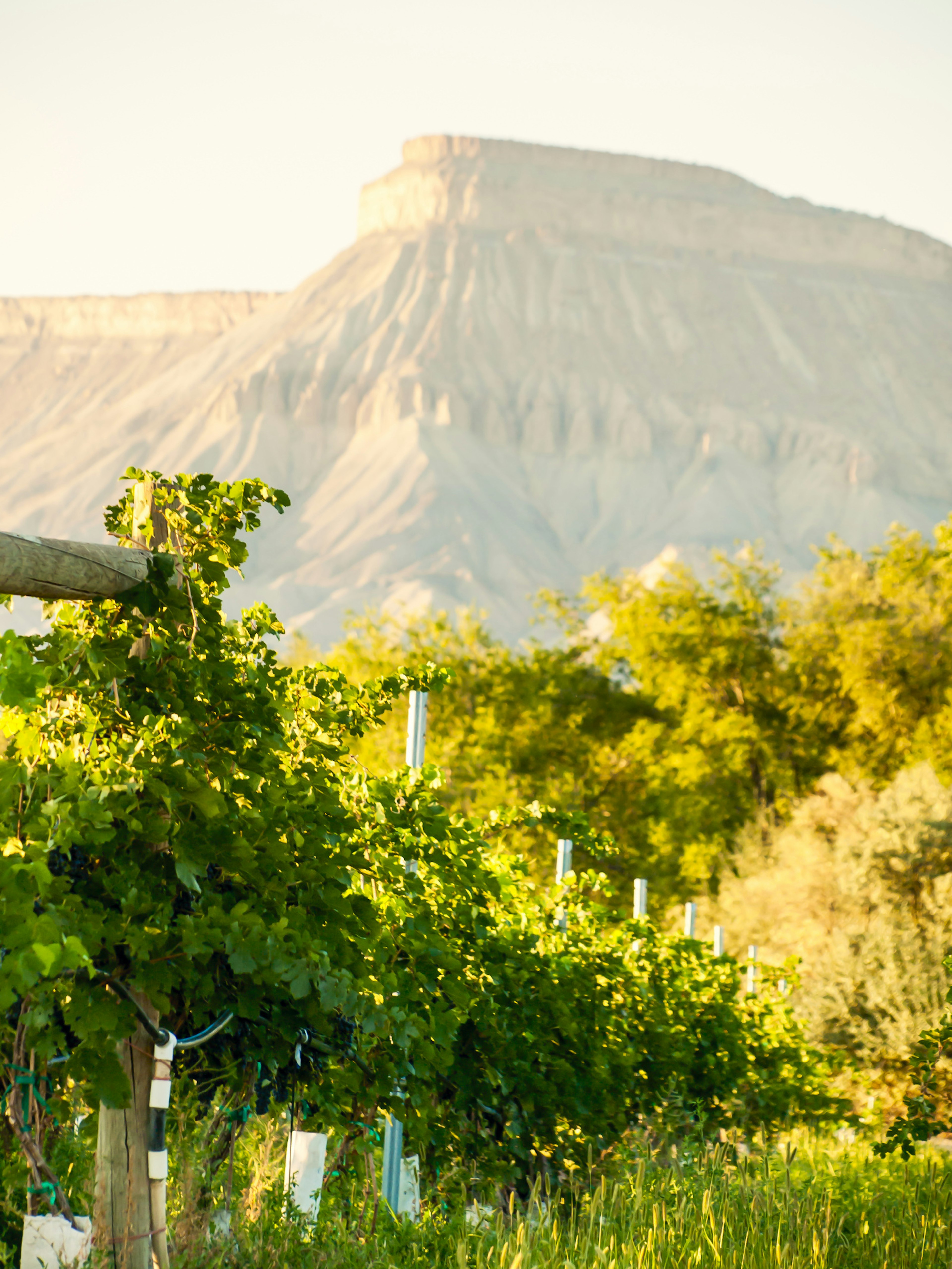 Colorado's high country vines