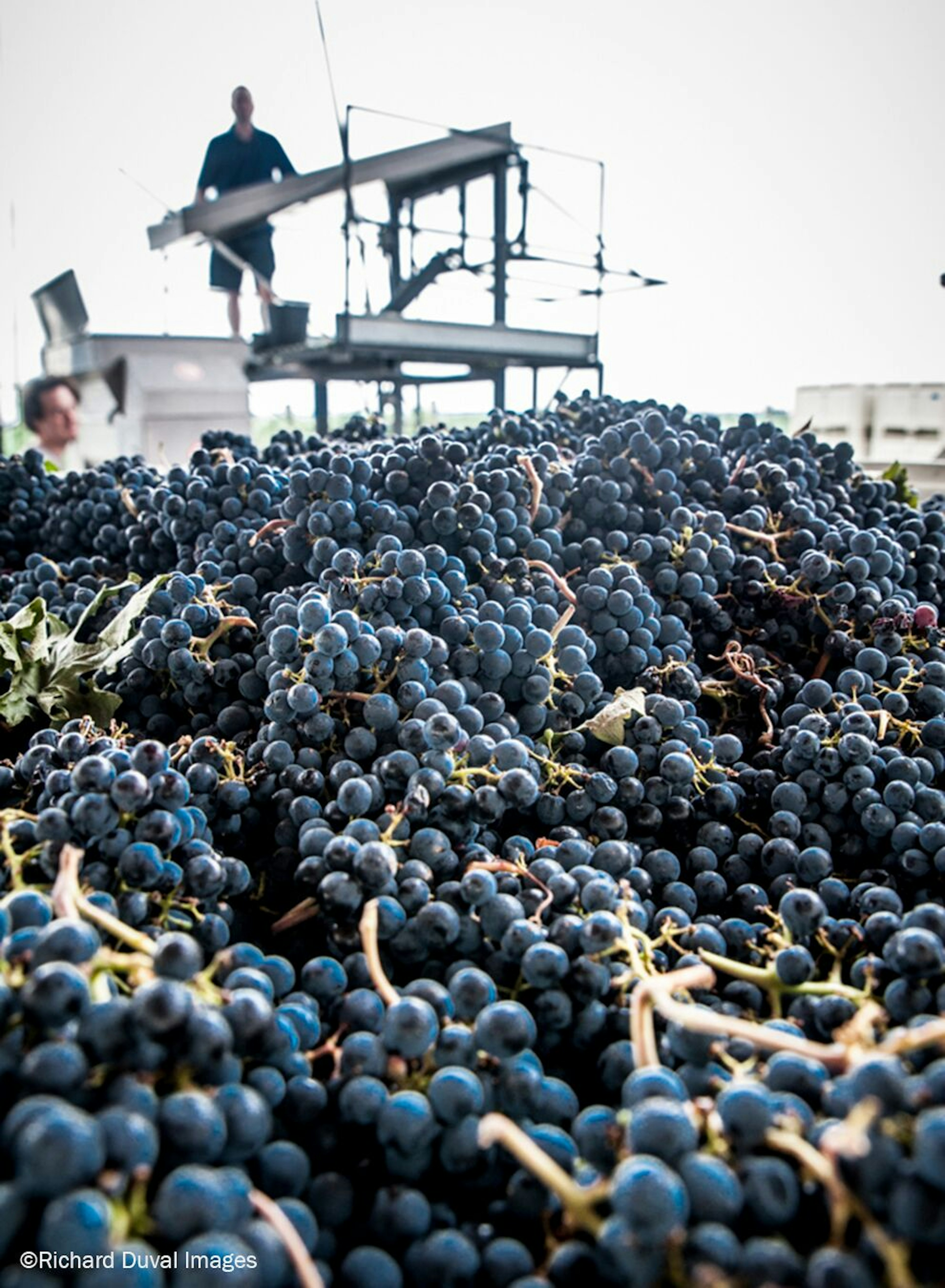 Closeup of a very large mound of dark purple grapes; Walla Walla wines