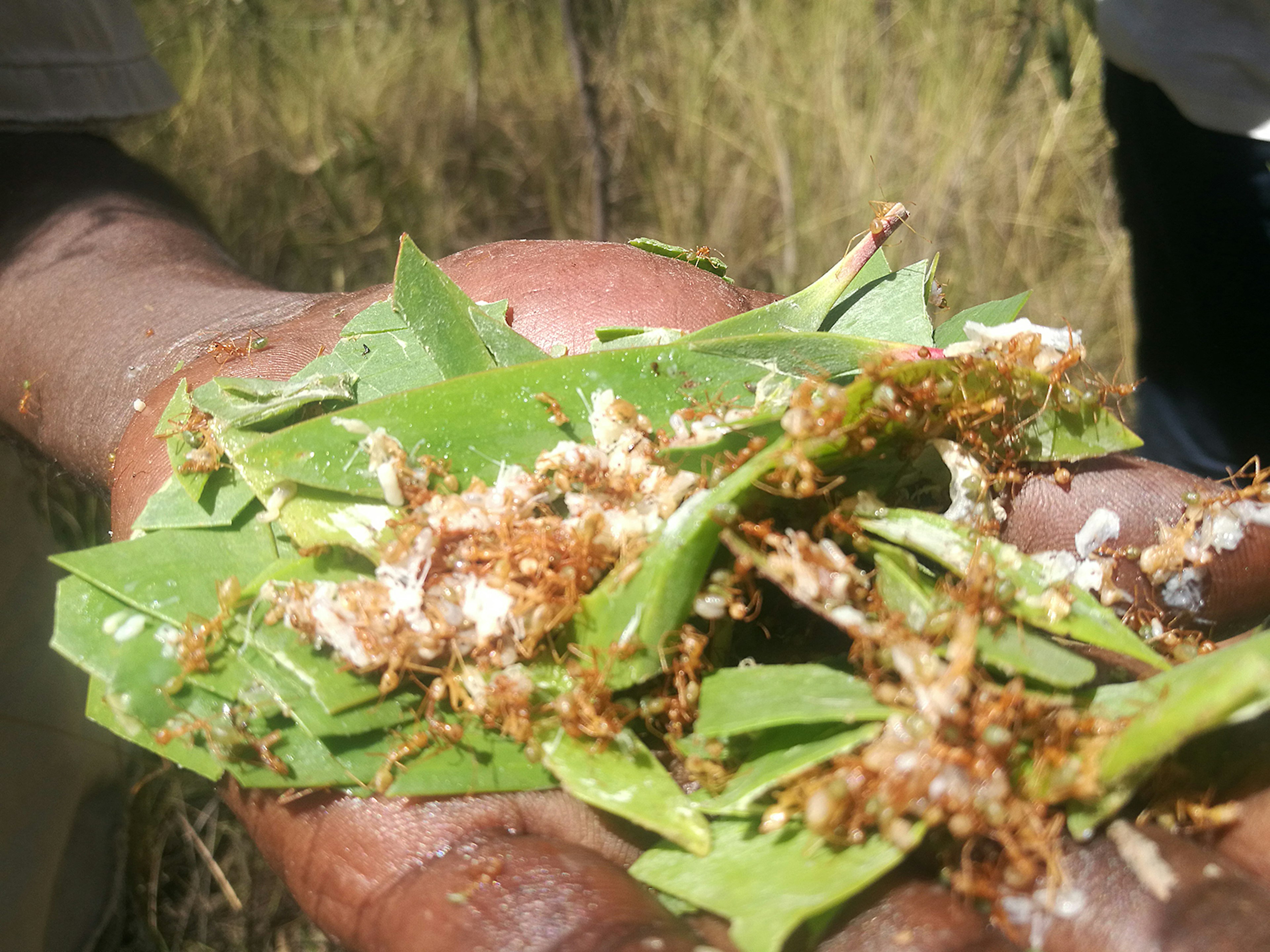 A handful of green ants