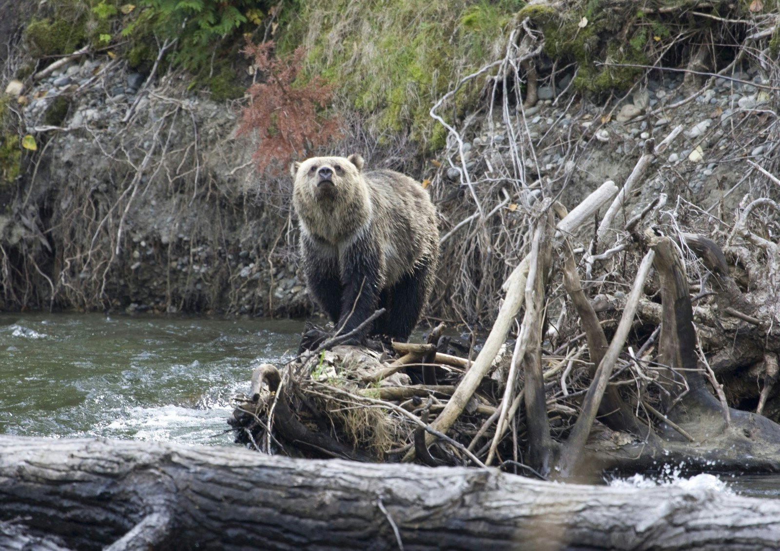 A brown grizzly bear stands on a pile of logs and limbs in the middle of a river in British Columbia