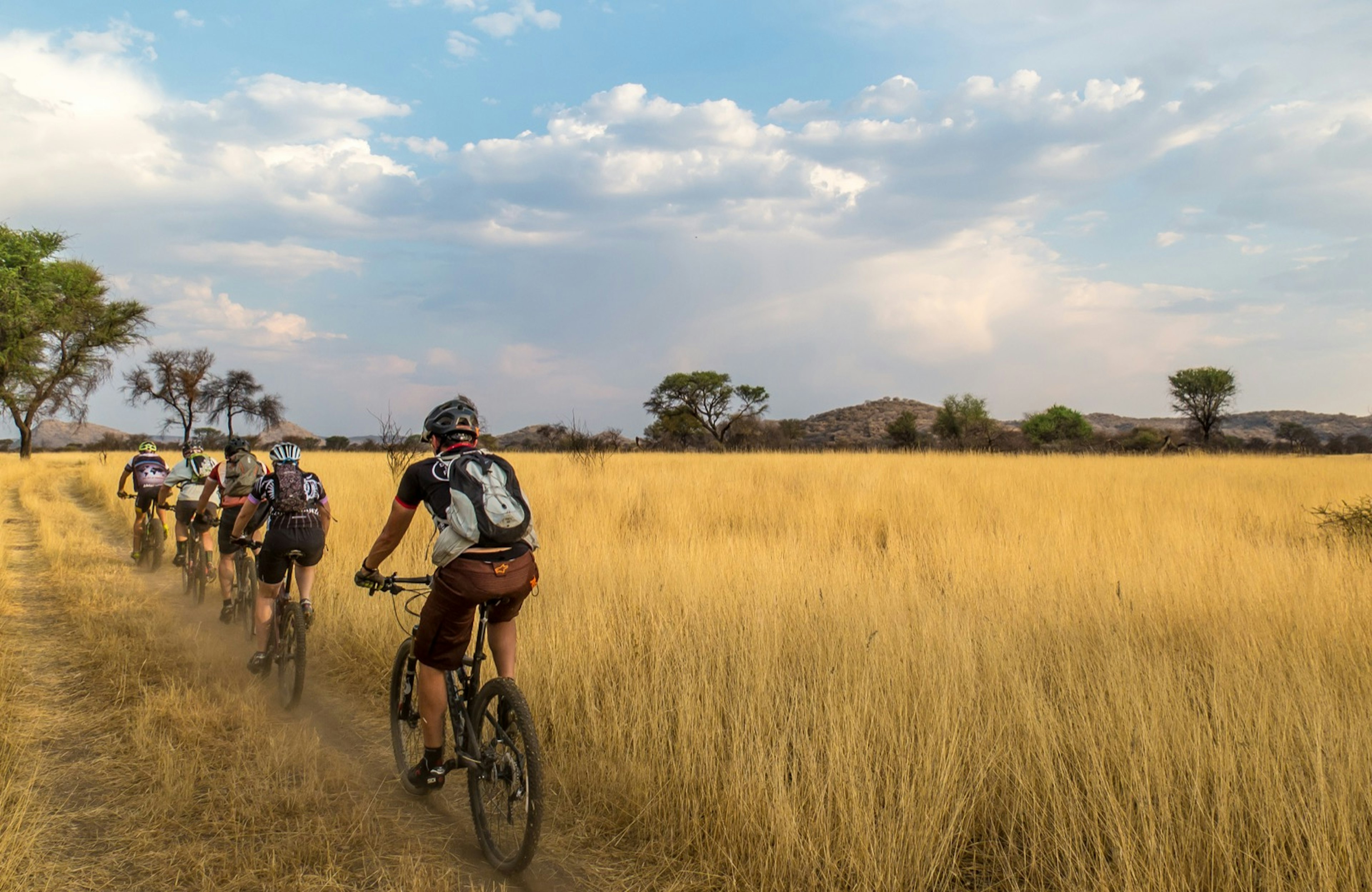 A line of cyclists pedal through tall yellow grasses with trees in the background