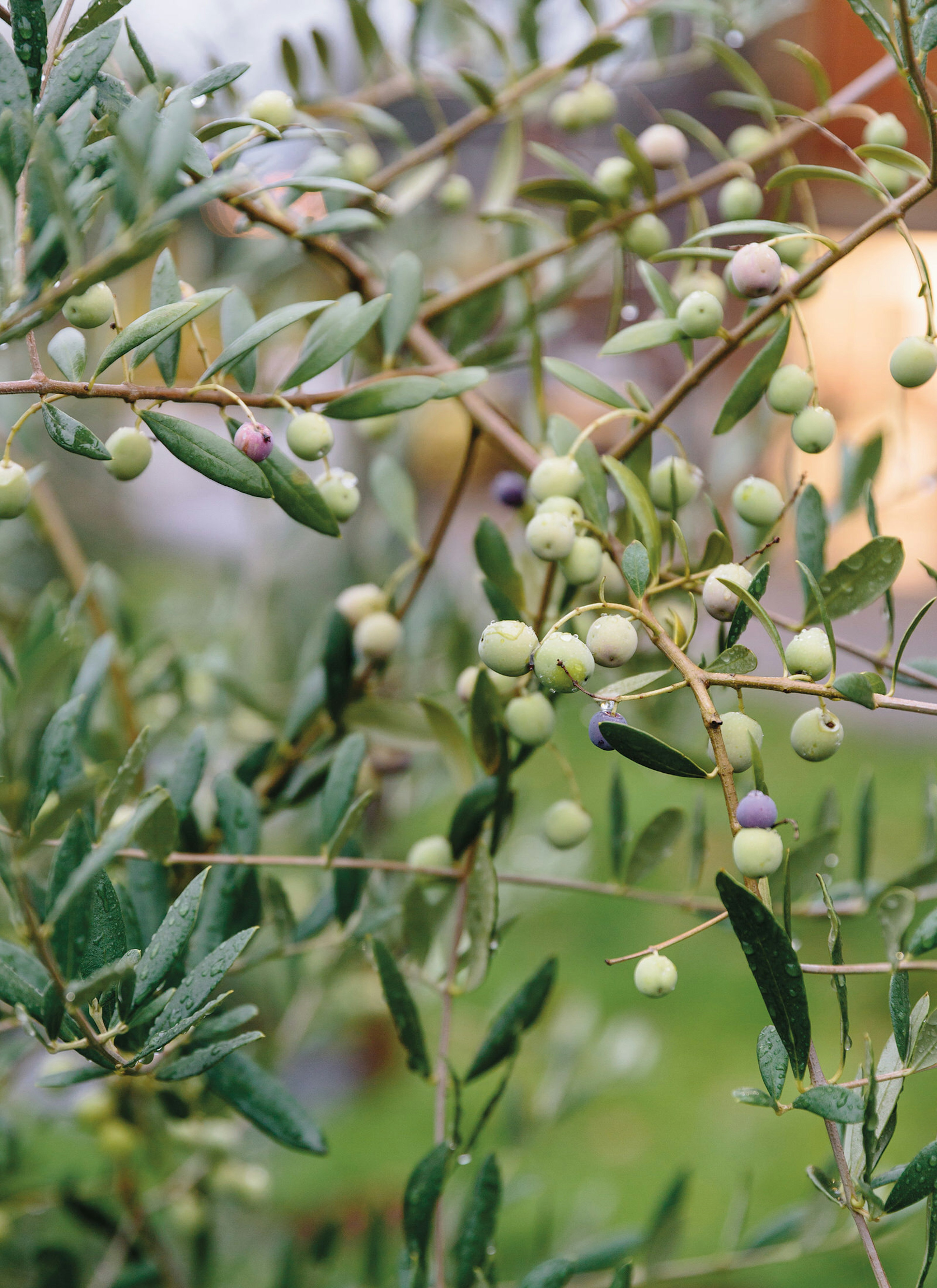 Olive trees at Red Ridge Farm olive mill © Alanna Hale / Lonely Planet