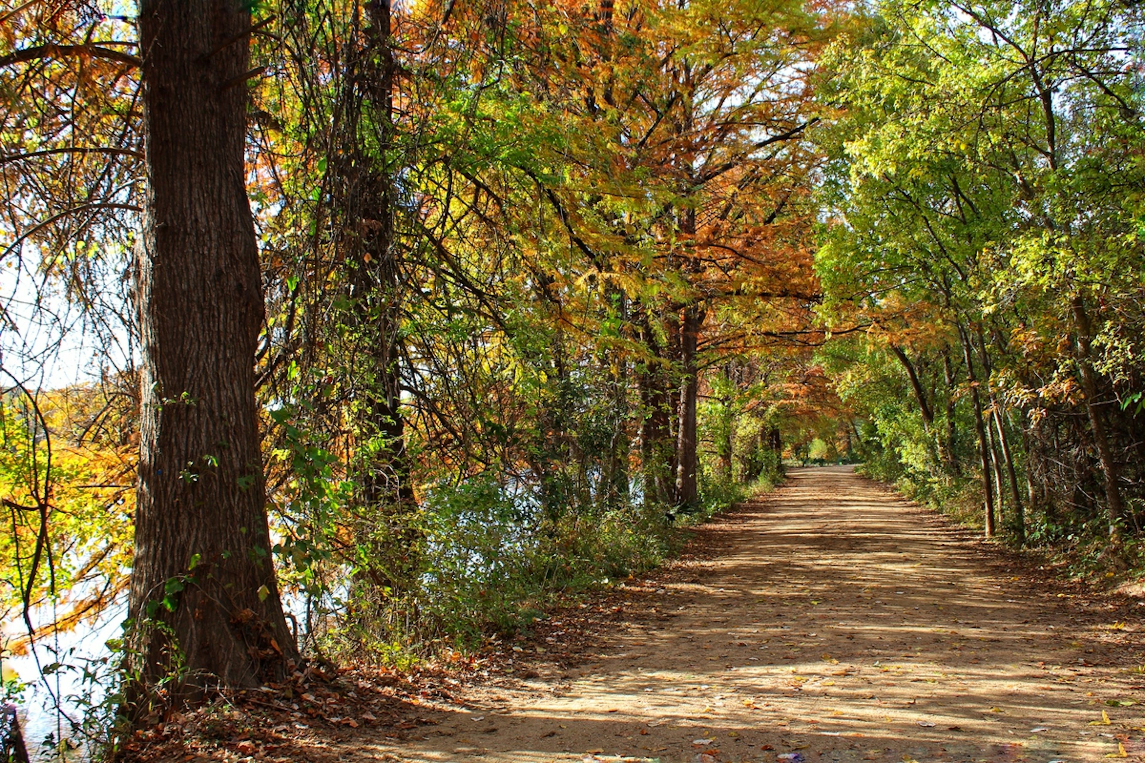 Ann and Roy Butler Hike-and-Bike Trail, Austin Texas. A track lays between two rows of trees.