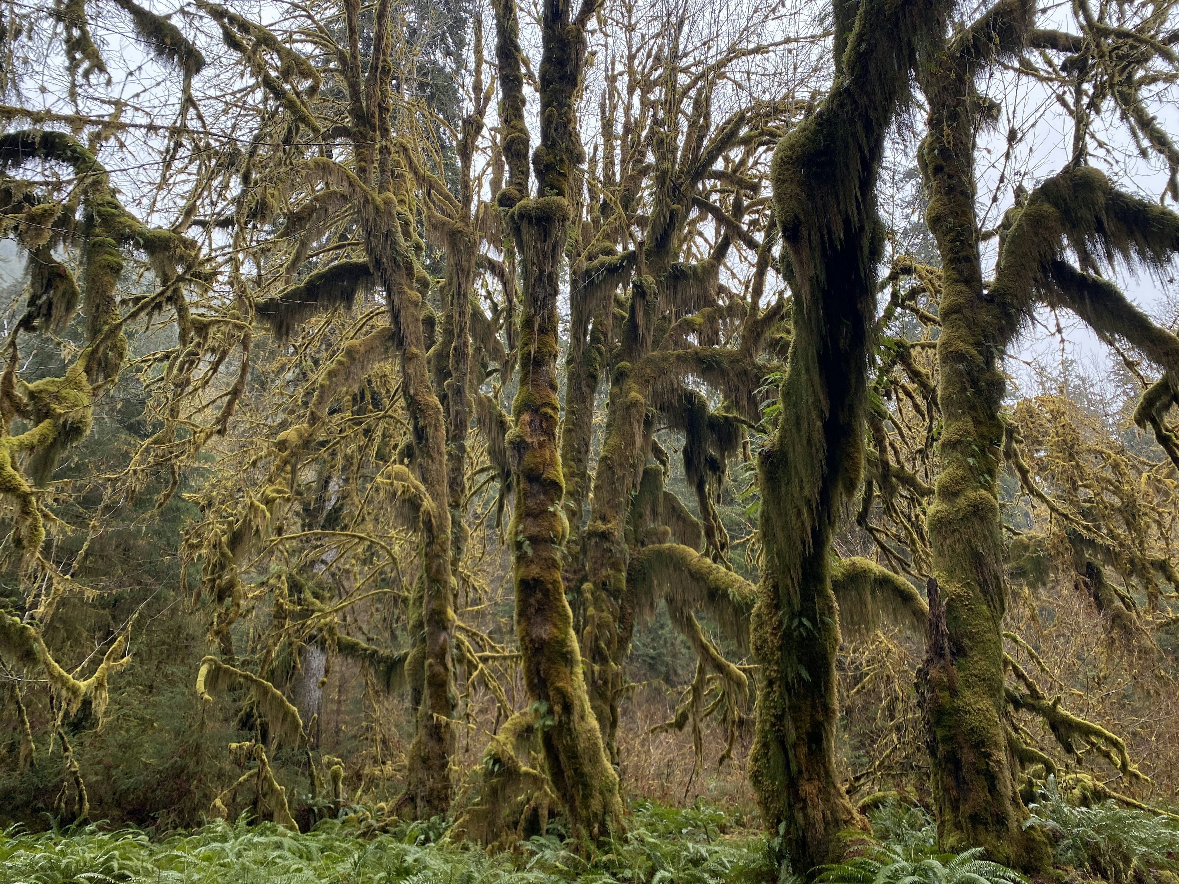 Hoh-Rainforest.jpg