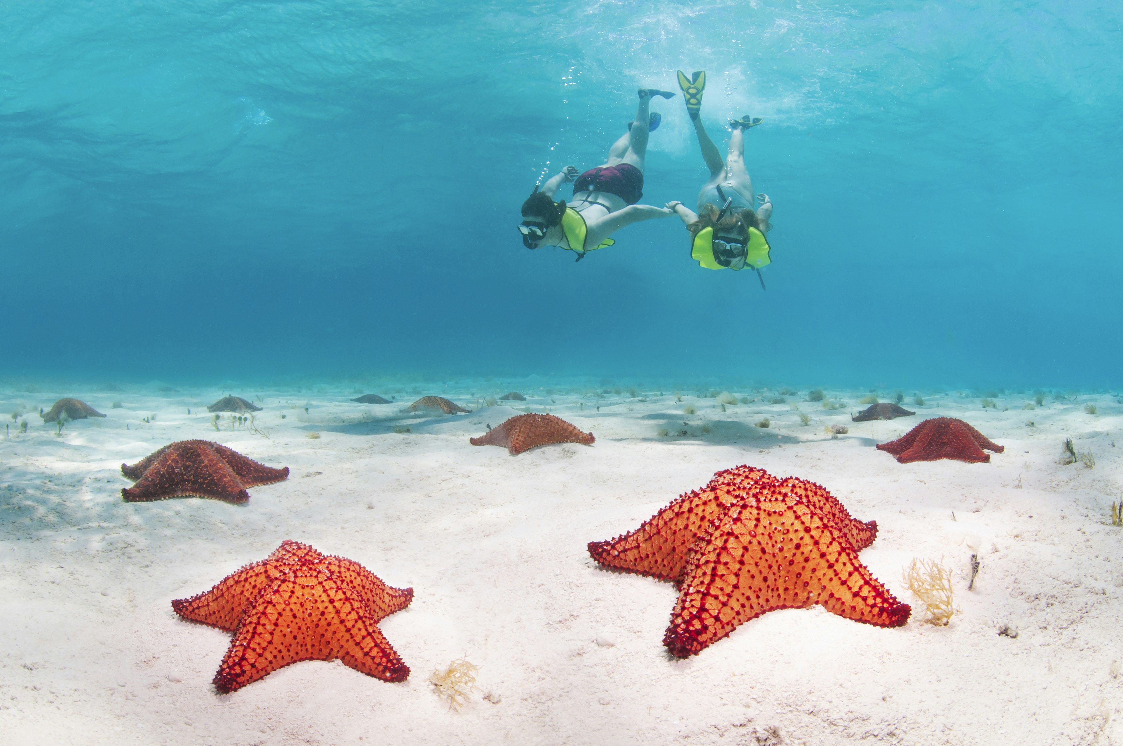 Young couple underwater snorkelling with starfish all over the seabed in Honduras