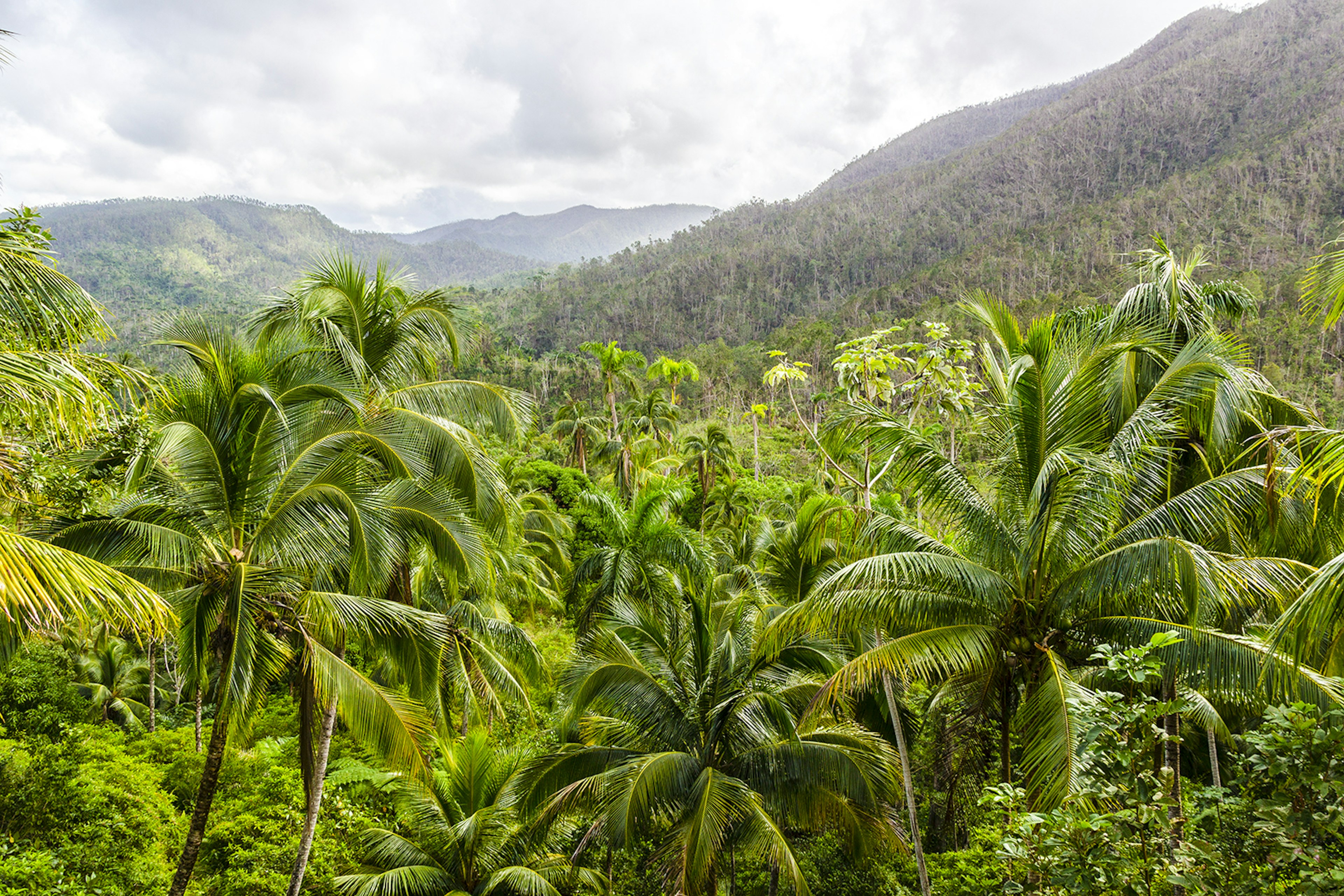 Alejandro de Humboldt national park. Baracoa. Cuba.
651205792
2016, Cuba, costa rica