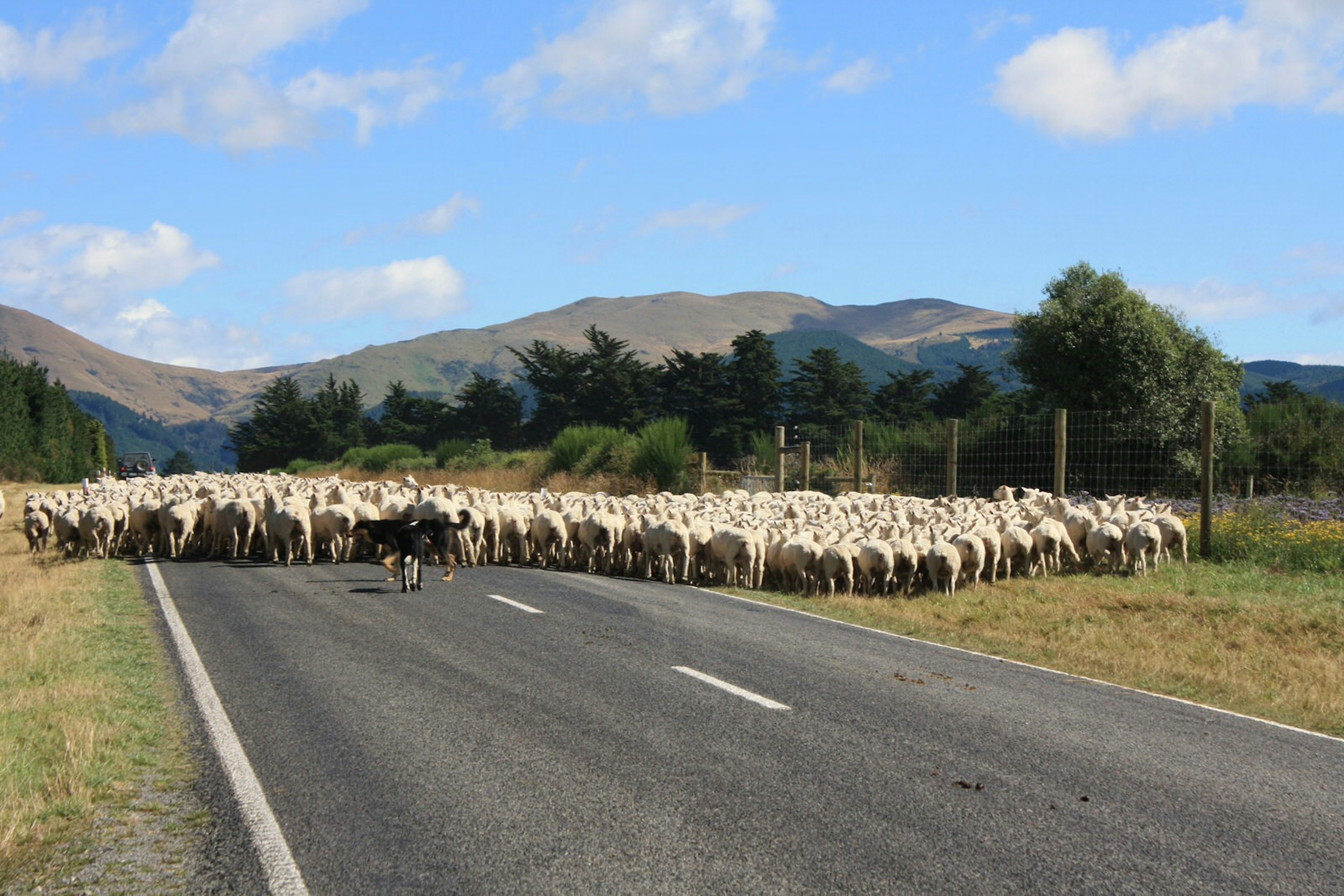 There are no shortage of WWOOF hosts in New Zealand offering a number of diverse experiences.