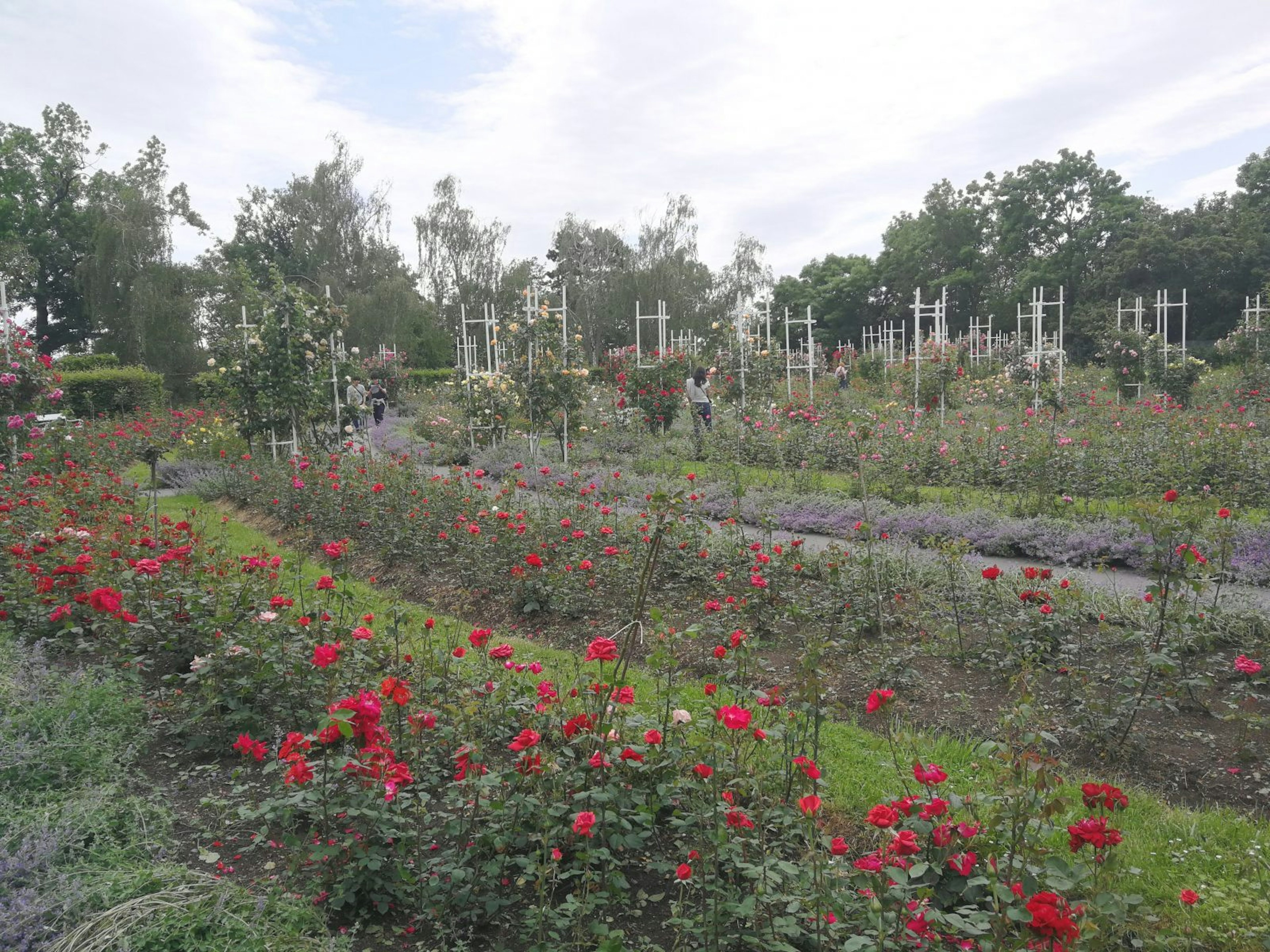 A abundance of roses blooming in organised furrows.