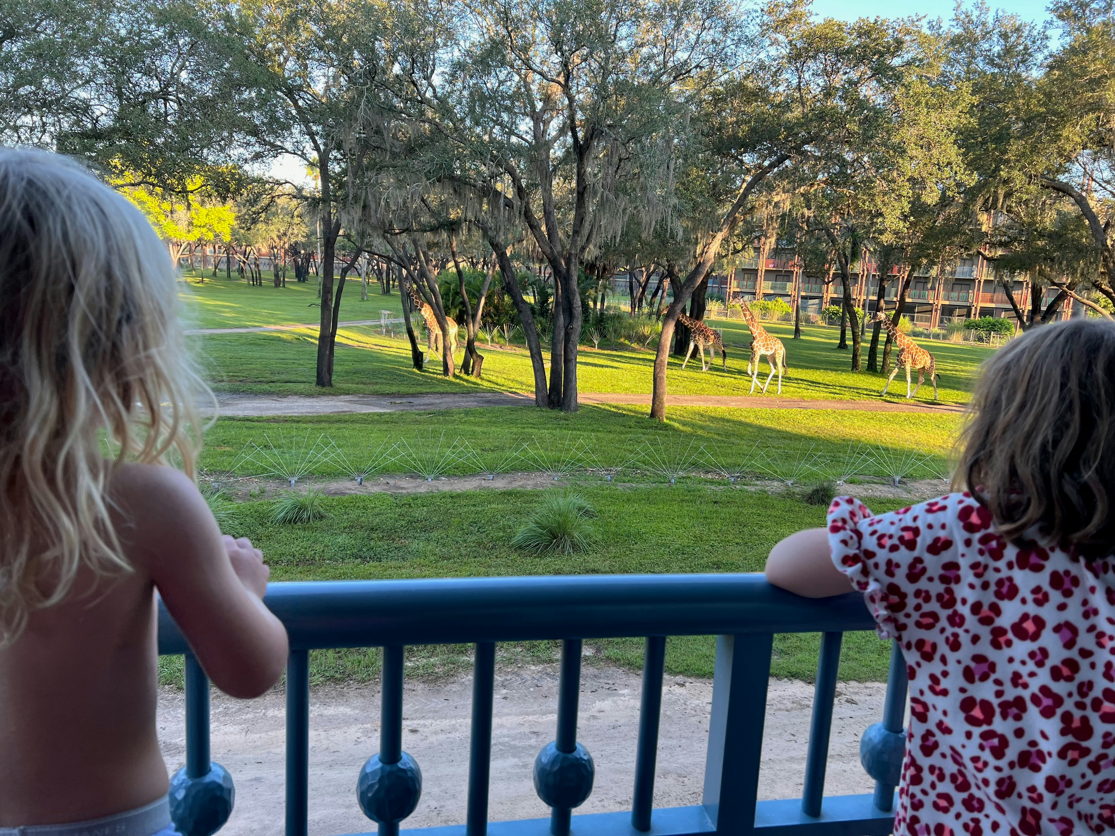 Watching the giraffes parade past our balcony every morning made us all feel like proper Disney royalty. Sarah Stocking for Lonely Planet