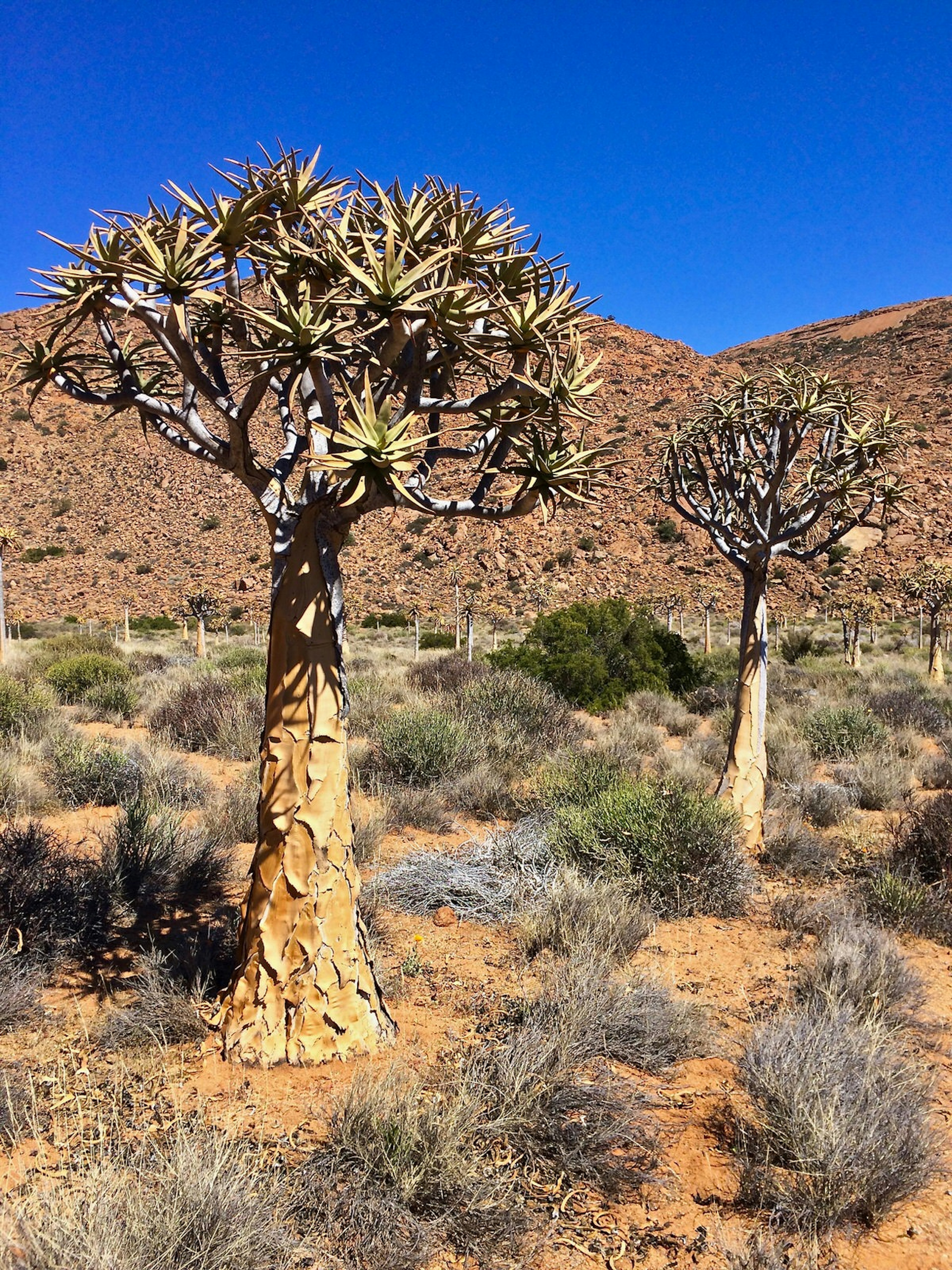 Two quiver trees in the foreground with more in the distance