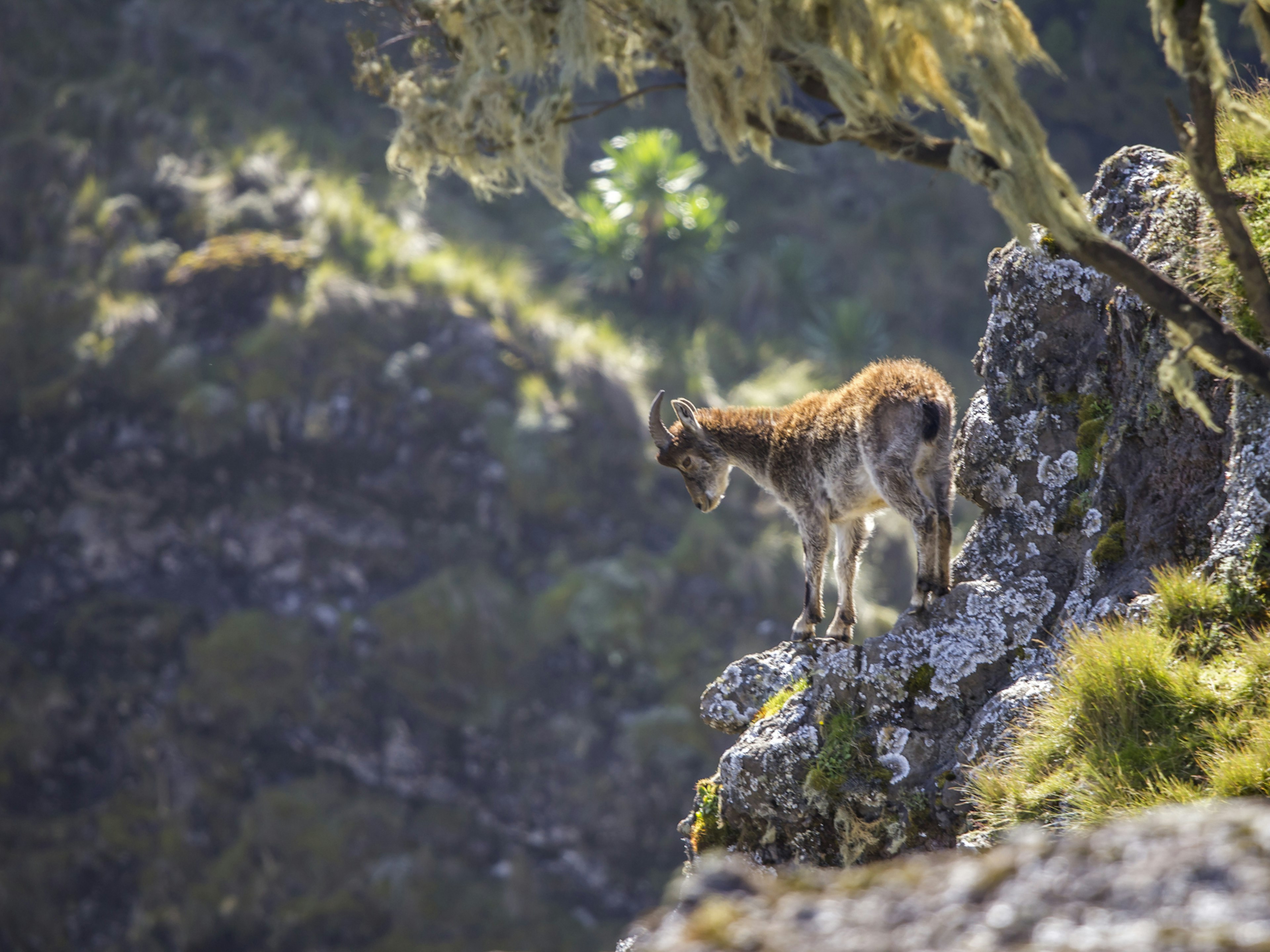 A walia Ibex teeters on a high rock in the Simien Mountain range