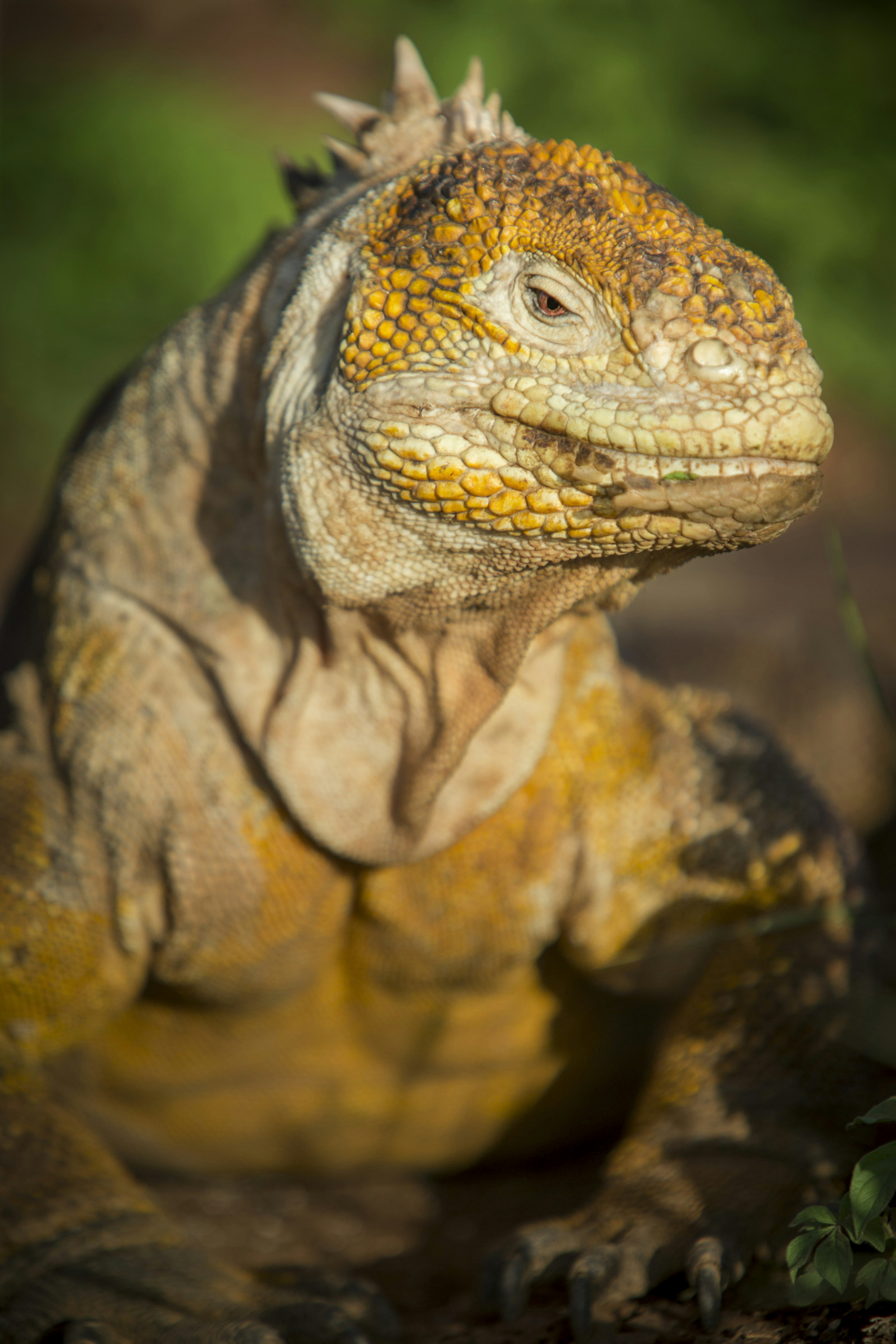 A land iguana, looking like the king of the Galapagos