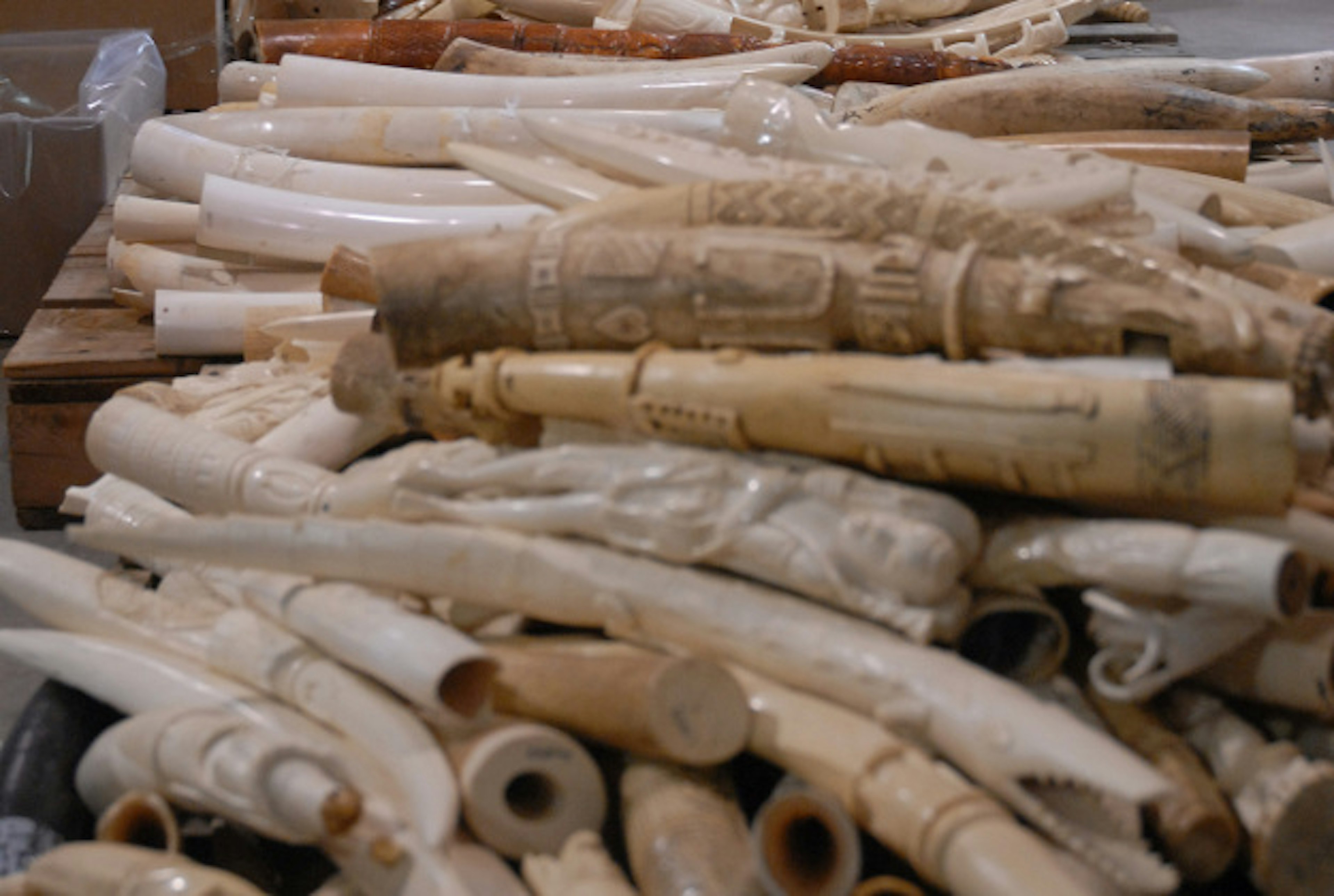 A stockpile of ivory tusks.