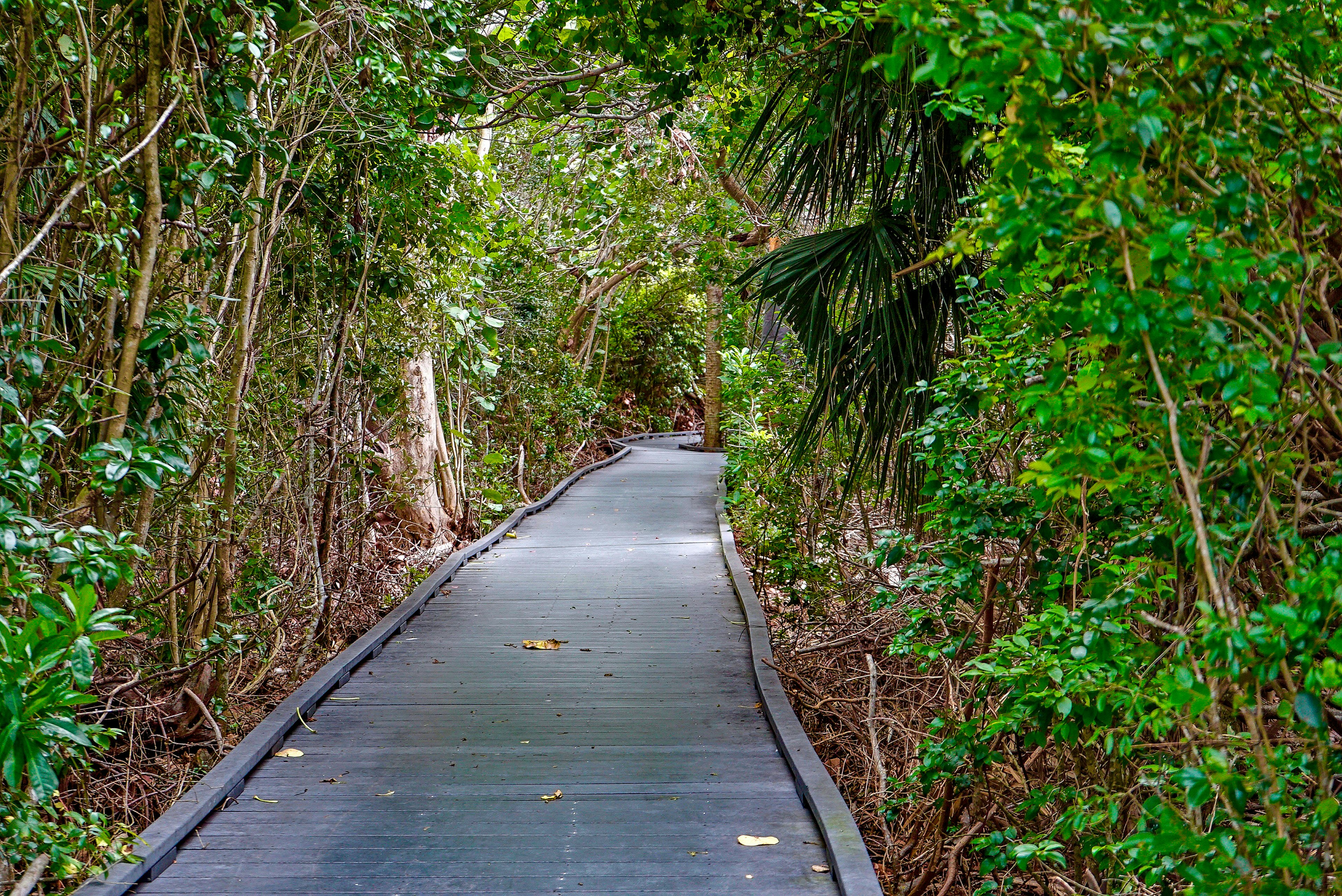 901421300
Calusa Shell Mound Trail at Ding Darling National Wildlife Refuge in Sanibel Island Florida