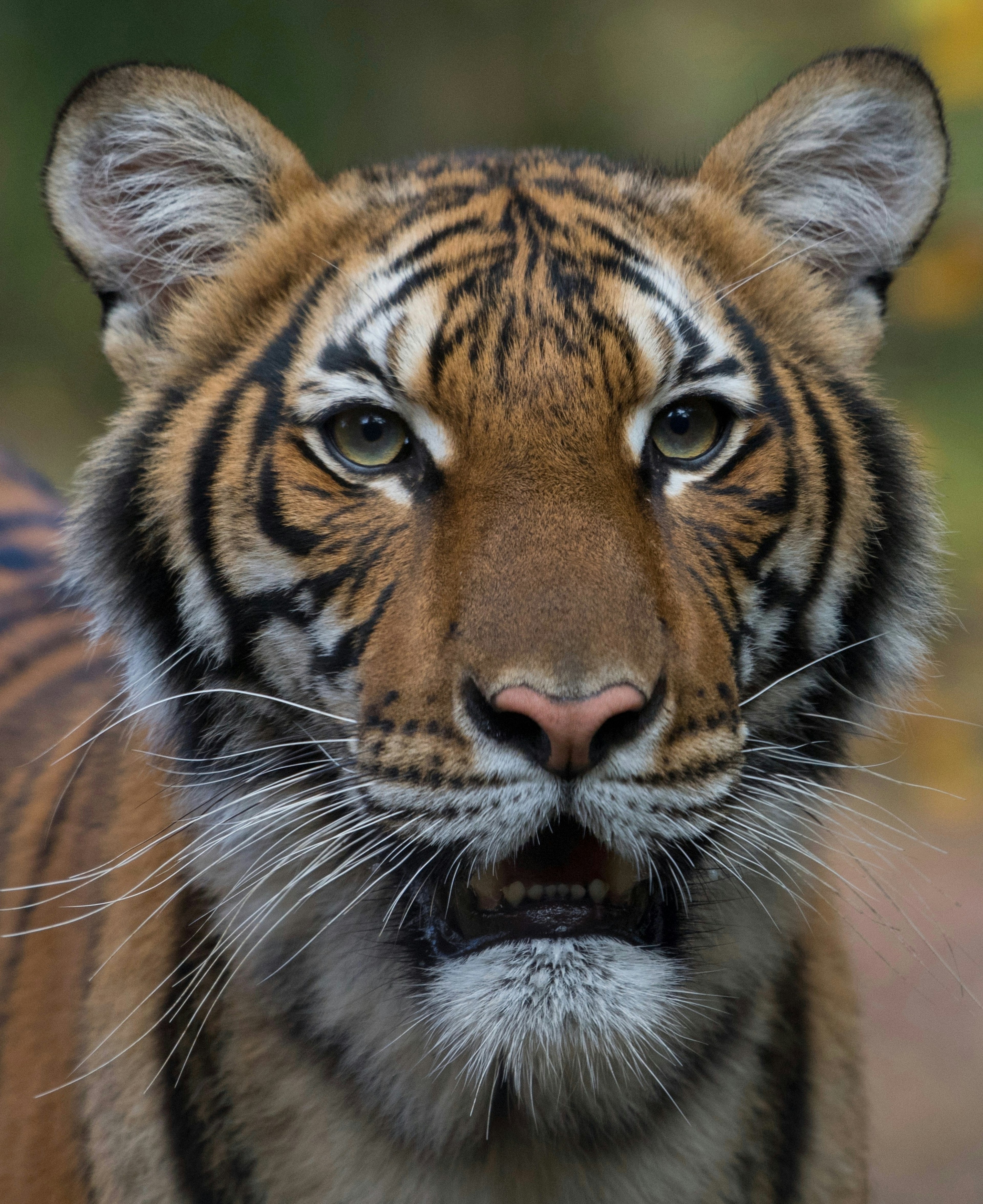 Nadia, the Malayan tiger from the Bronx Zoo that's tested positive for COVID-19