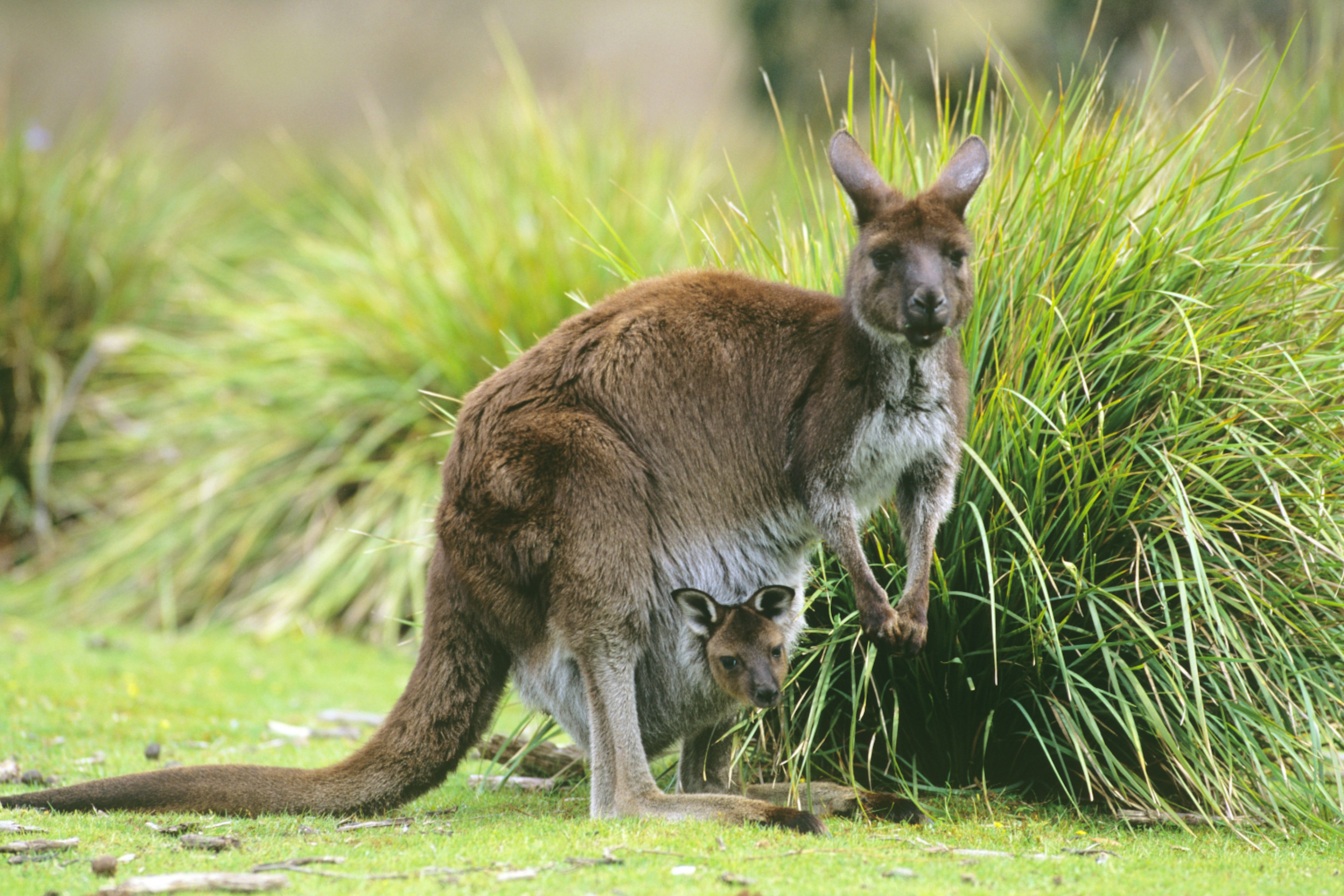 x-default
Horizontal, Color Image, Photograph, No People, No Property Release, nature and natural history, day, outdoors, two animals, female animal, doe, young animal, animals in the wild, side view, part of animal, head of young animal, in pouch, Kangaroo Island western grey kangaroos, Macropus fuliginosus fuliginosus, Flinders Chase National Park, Kangaroo Island, South Australia, Australia, National Park