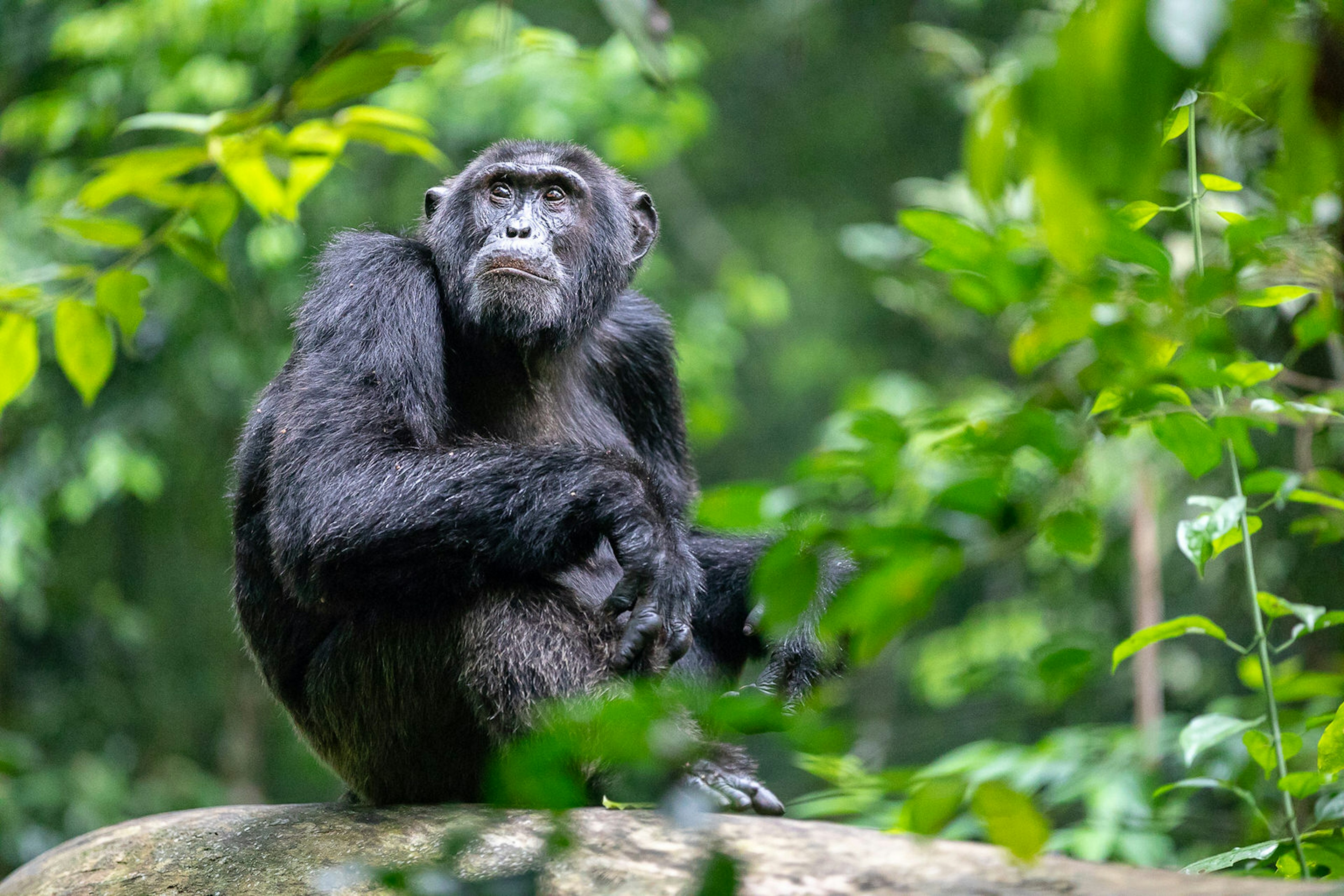 A mature male chimpanzee sits in dense green foliage atop a large branch with its legs tucked up and its forearms hanging over its knees - it is looking pensively up to the trees above© Bella Falk