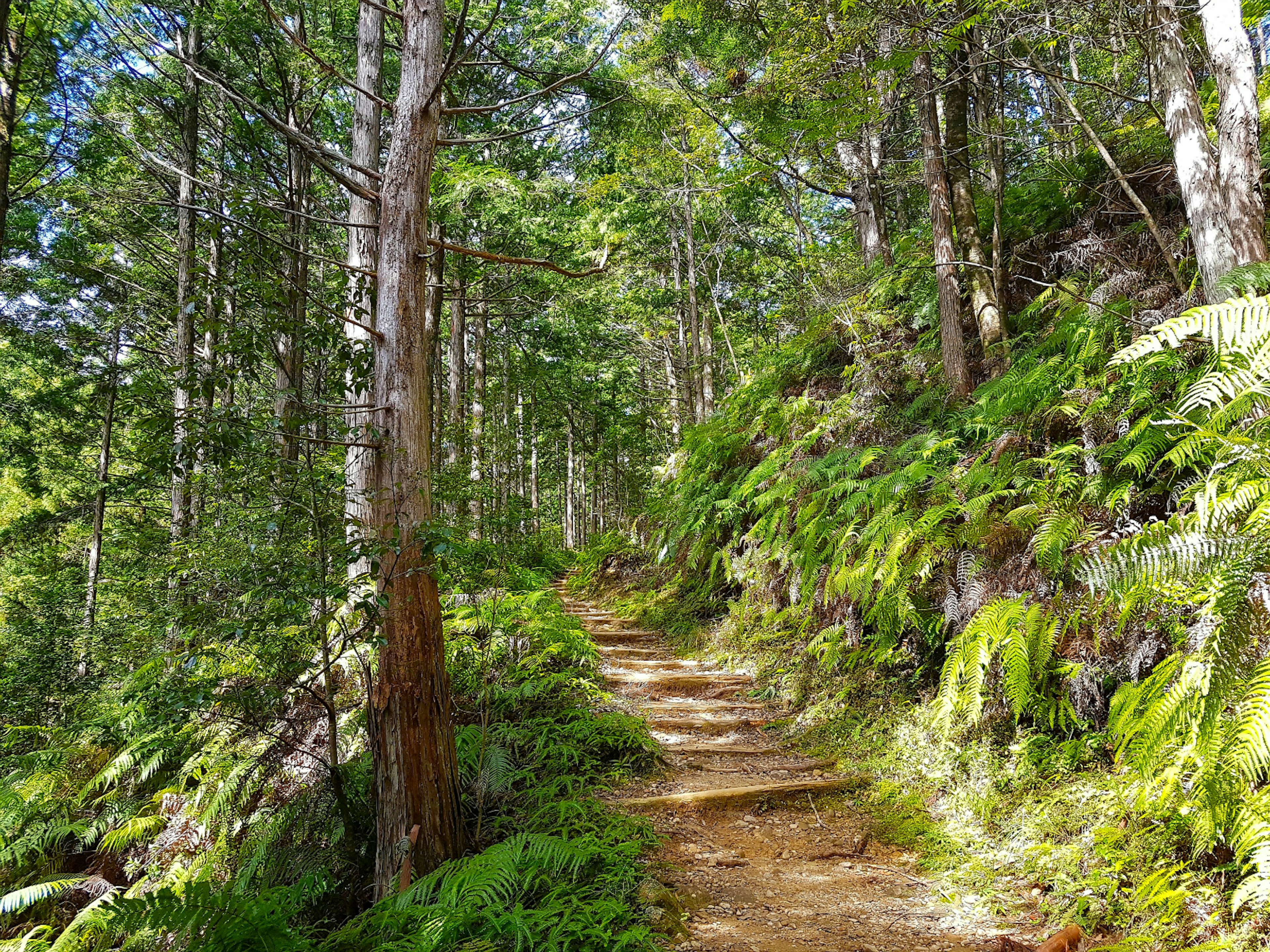 The Kumano Kodo gives walkers access to miles of rural trails in Japan's Wakayama Prefecture
Kumano Kodo, Wakayama Prefecture, Japan