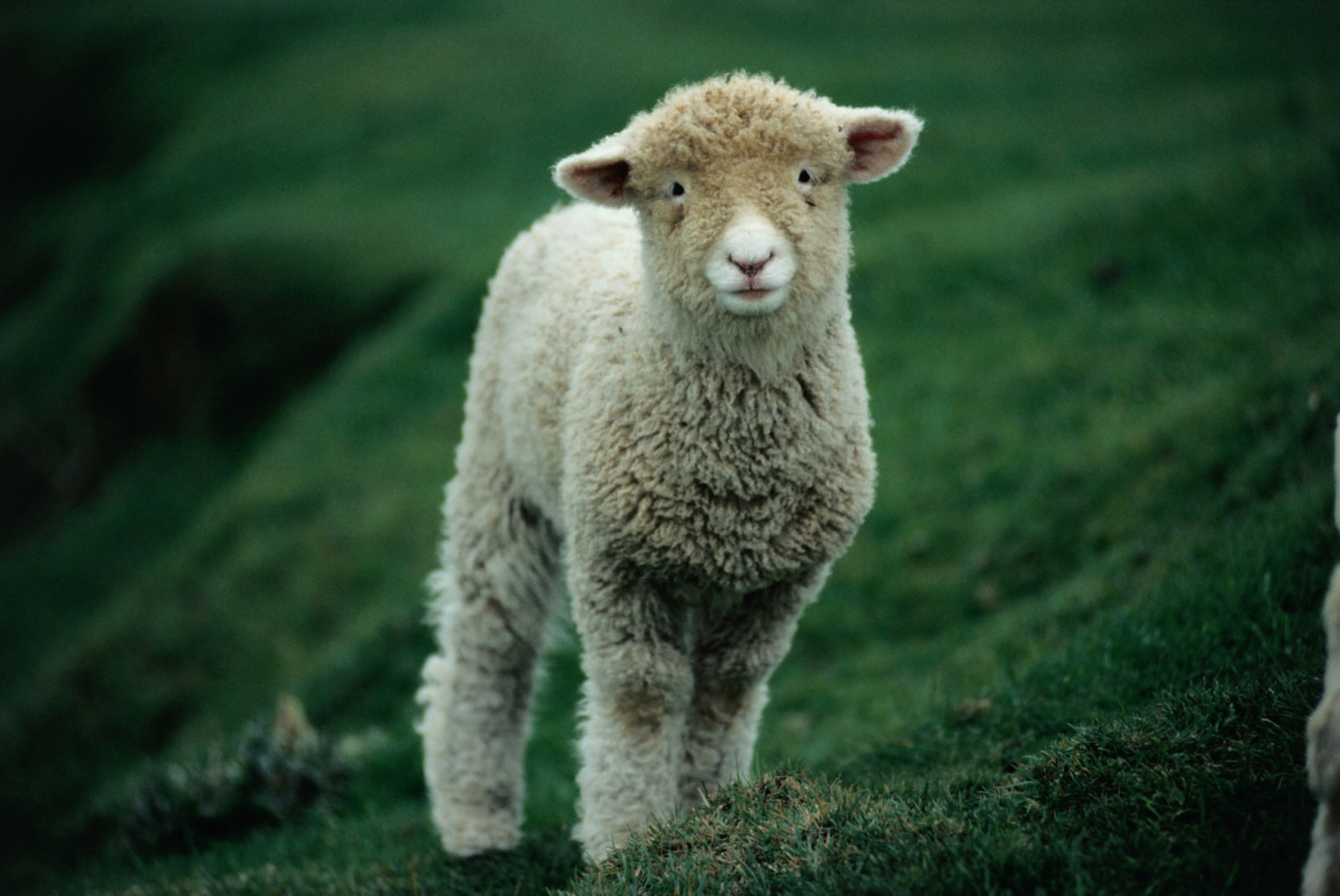 WWOOFing is a great way to meet locals...and some of their cute creatures.