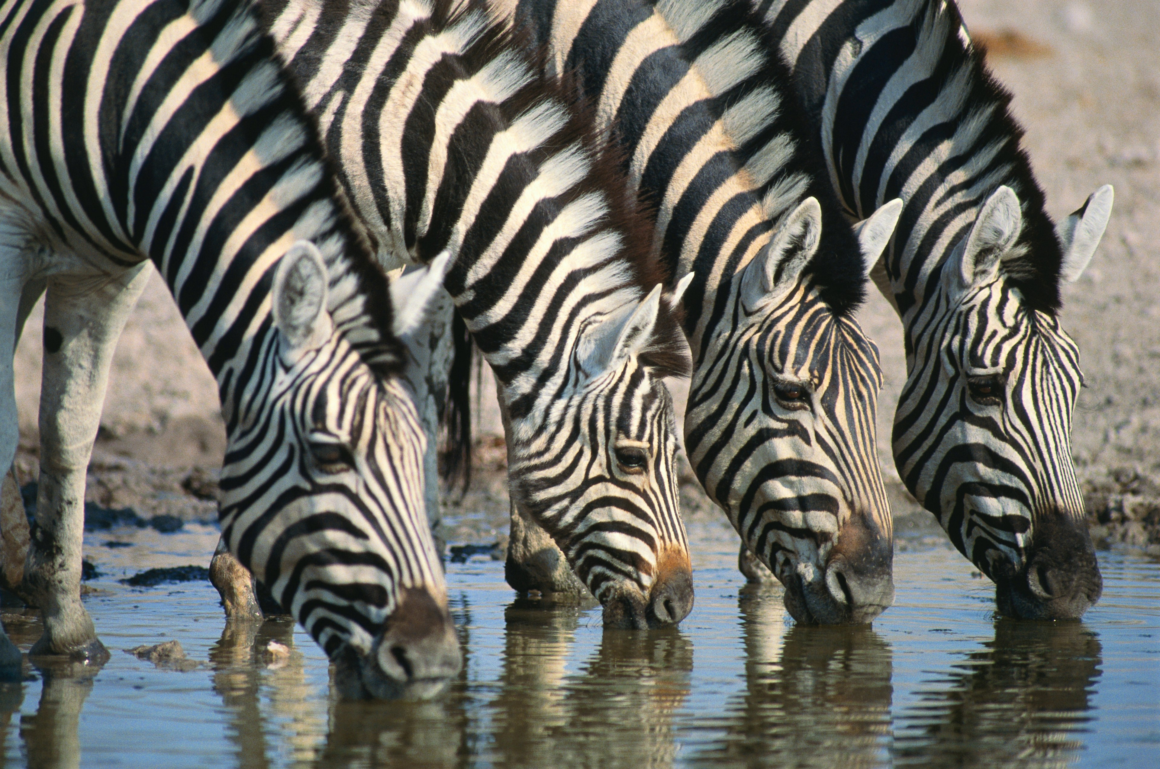 Four zebras line up to drink at a waterhole