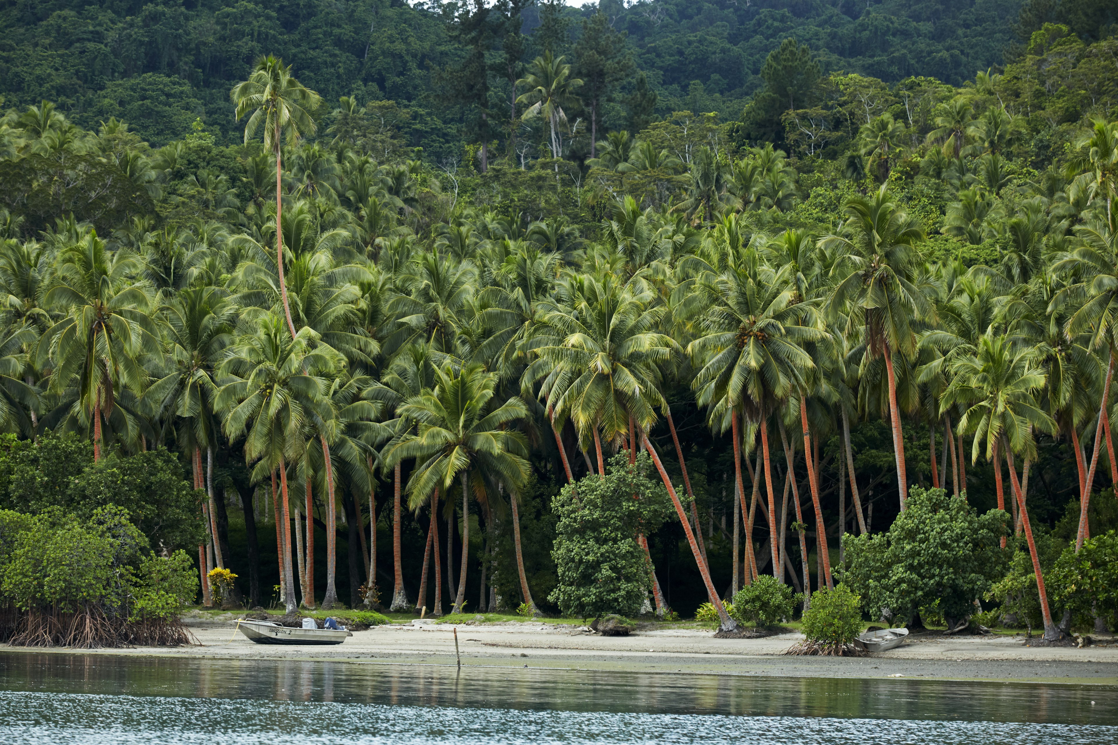 Palm-treed beach on Natuvu Bay, Savusavu, Fiji