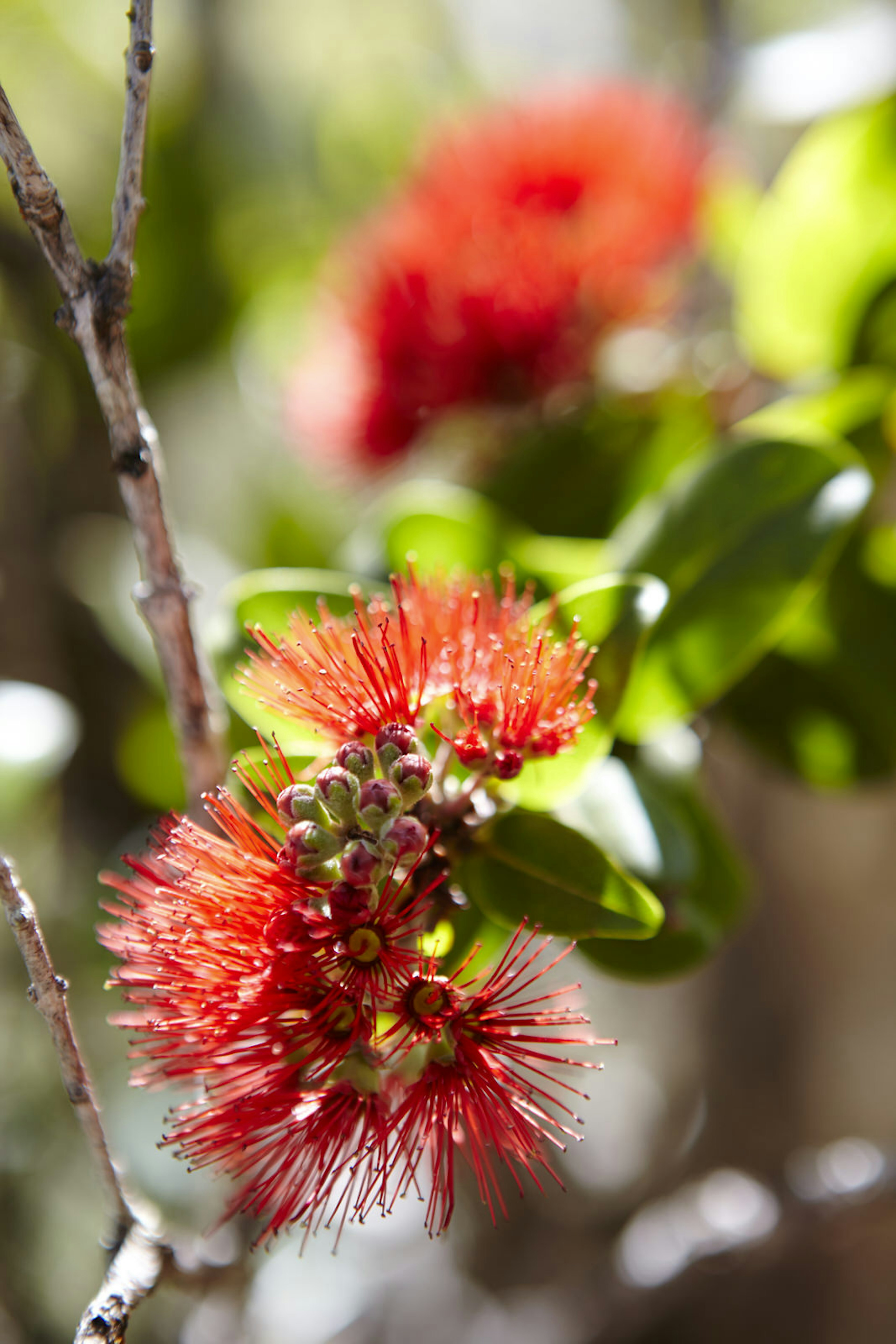 Kaua‘i’s gardens contain plantlife that are native to the islands, like this 'ohi'a lehua flower © Matt Munro / LP Traveller Magazine Collection