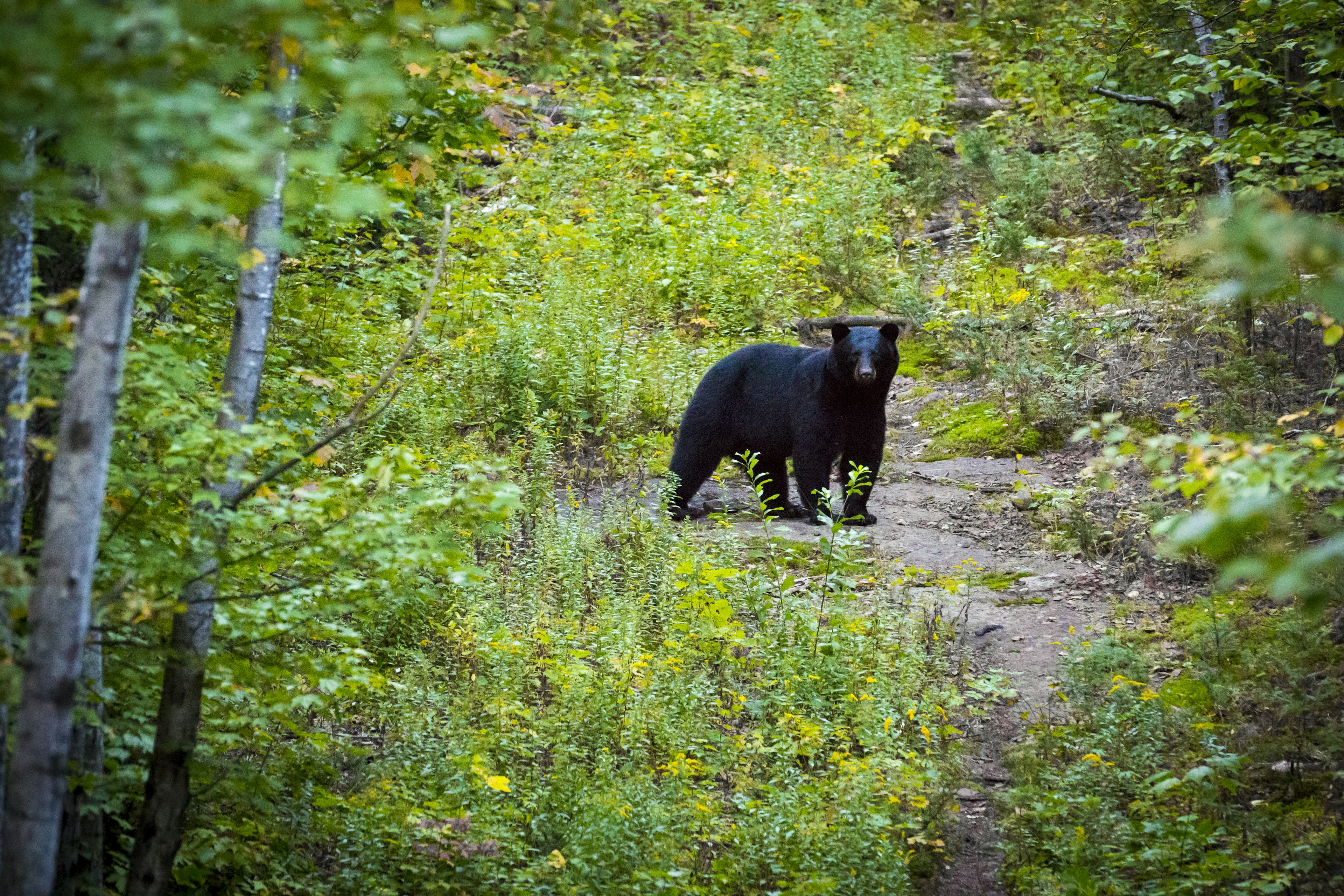 A black bear stands in a clearing of green forest in Quebec