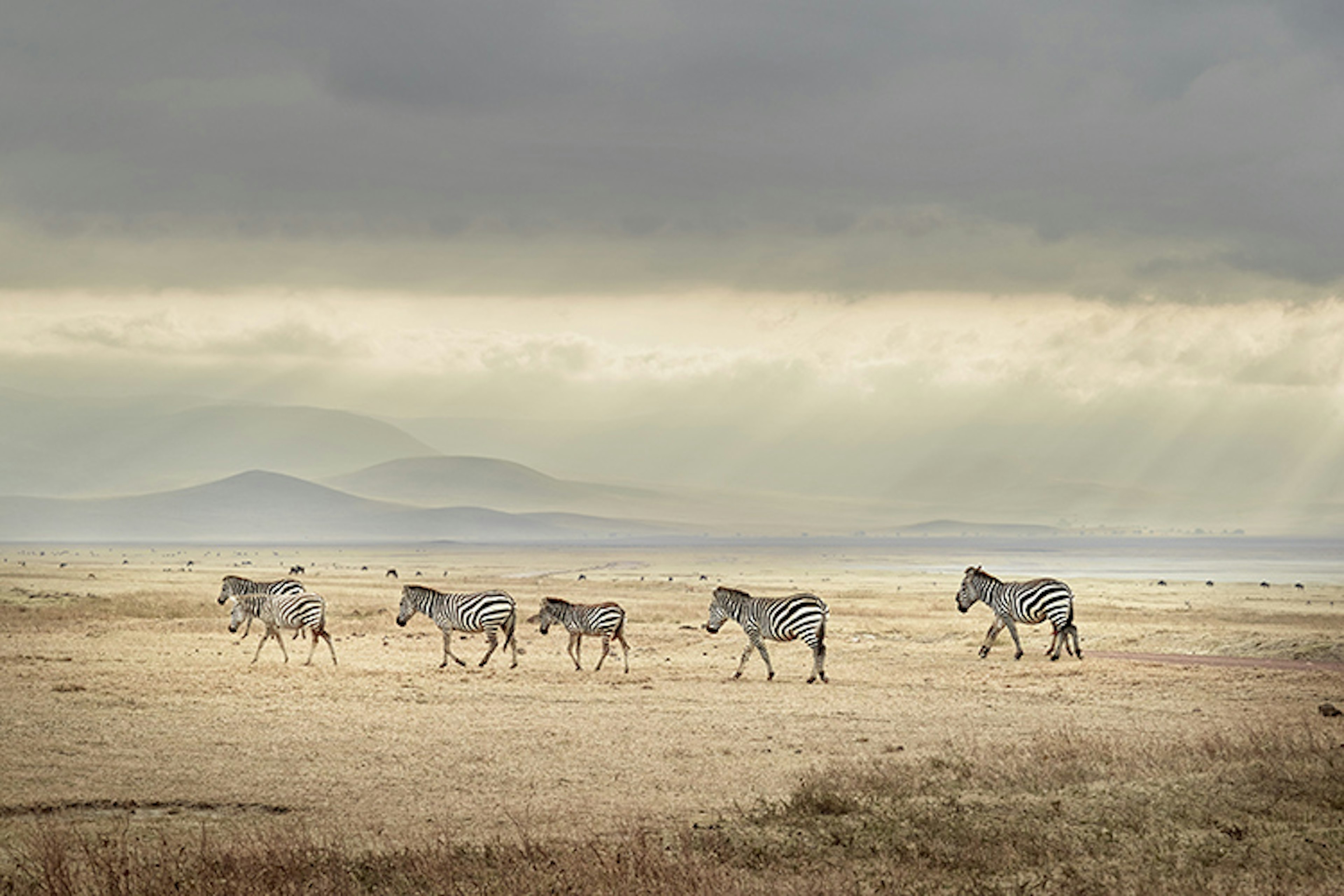 Herd of zebra on the flat grasslands of Ngorongoro Crater.