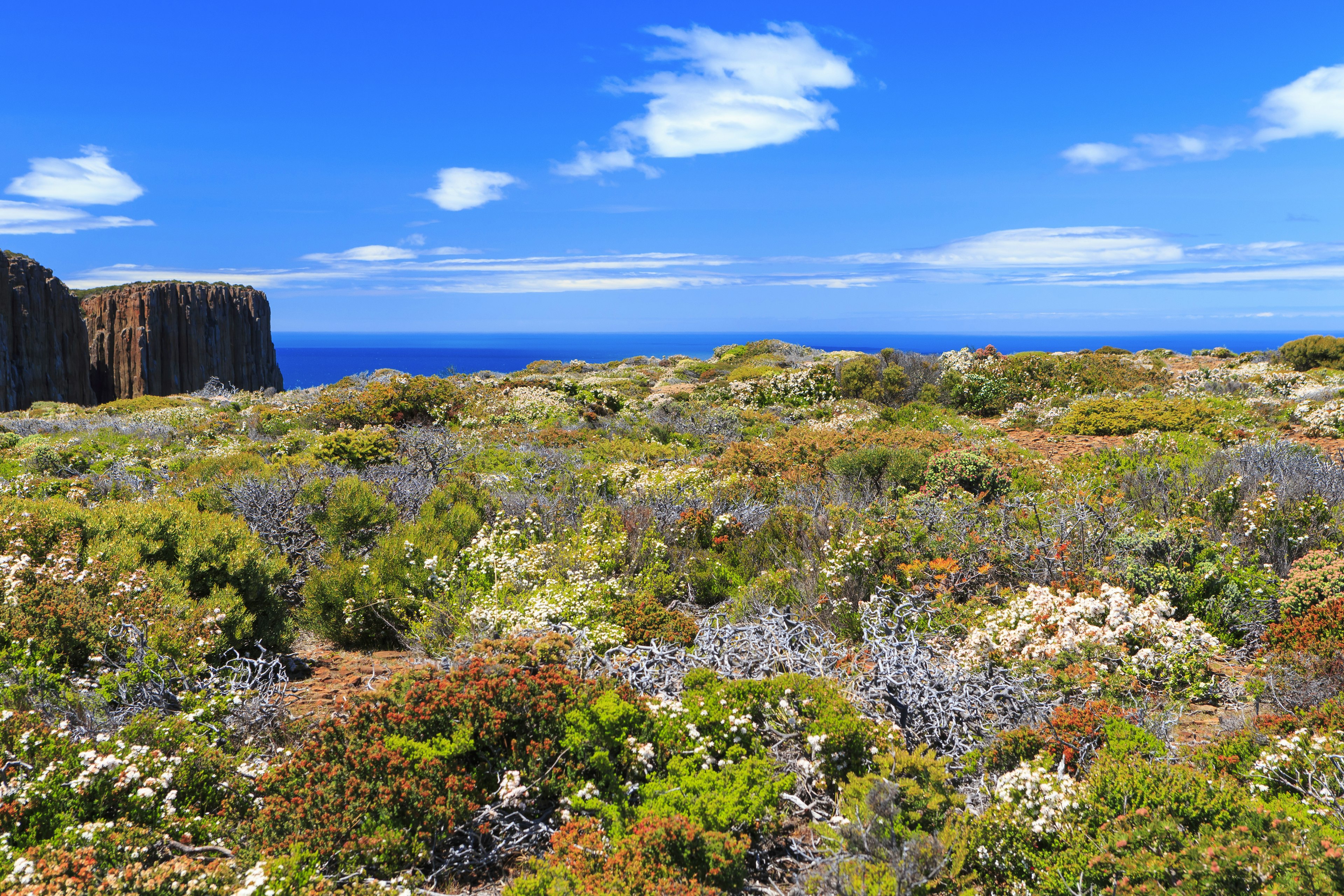 Orange, purple and white wildflowers stretch across a clifftop in Tasmania, Australia.