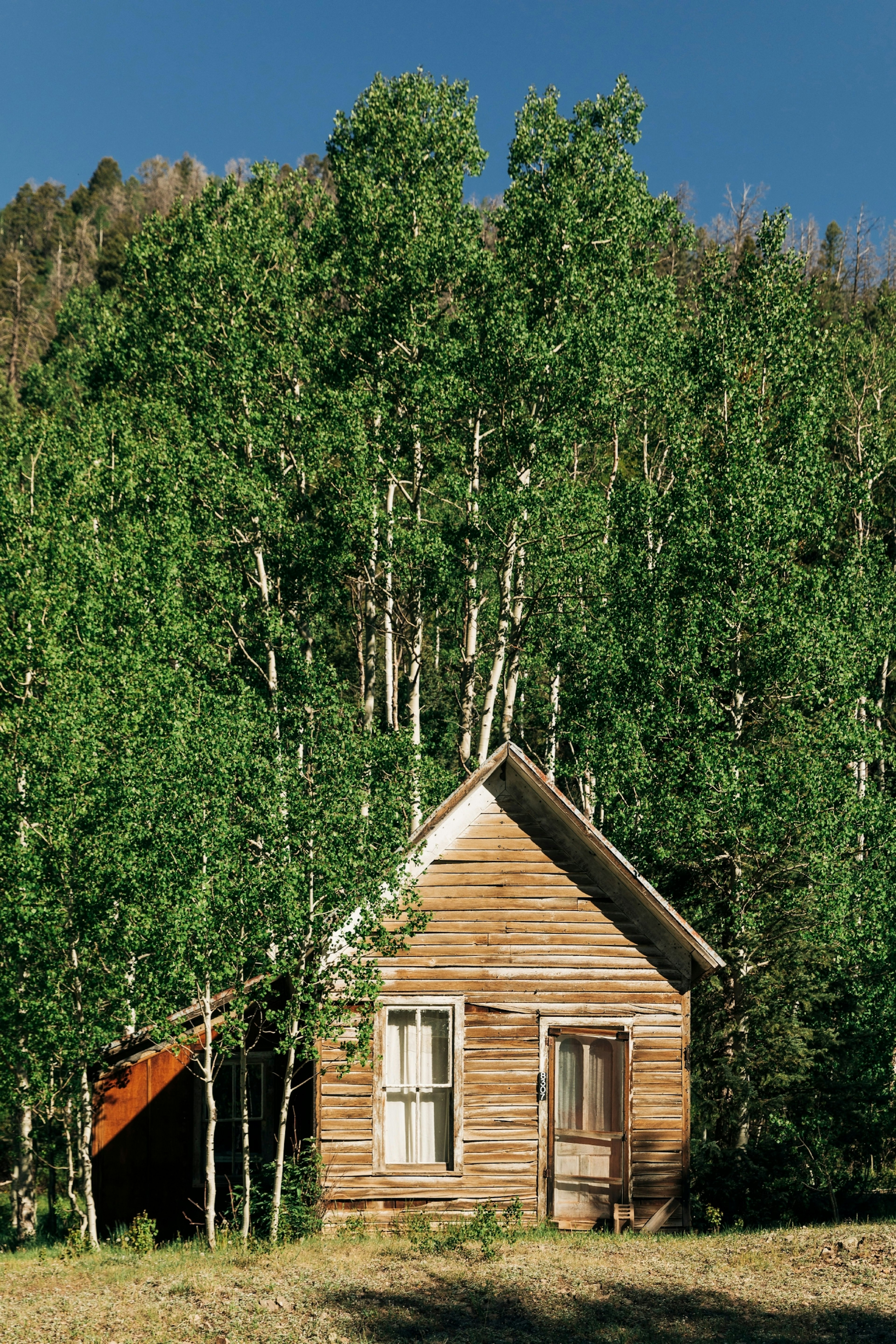 Old cabin among trees