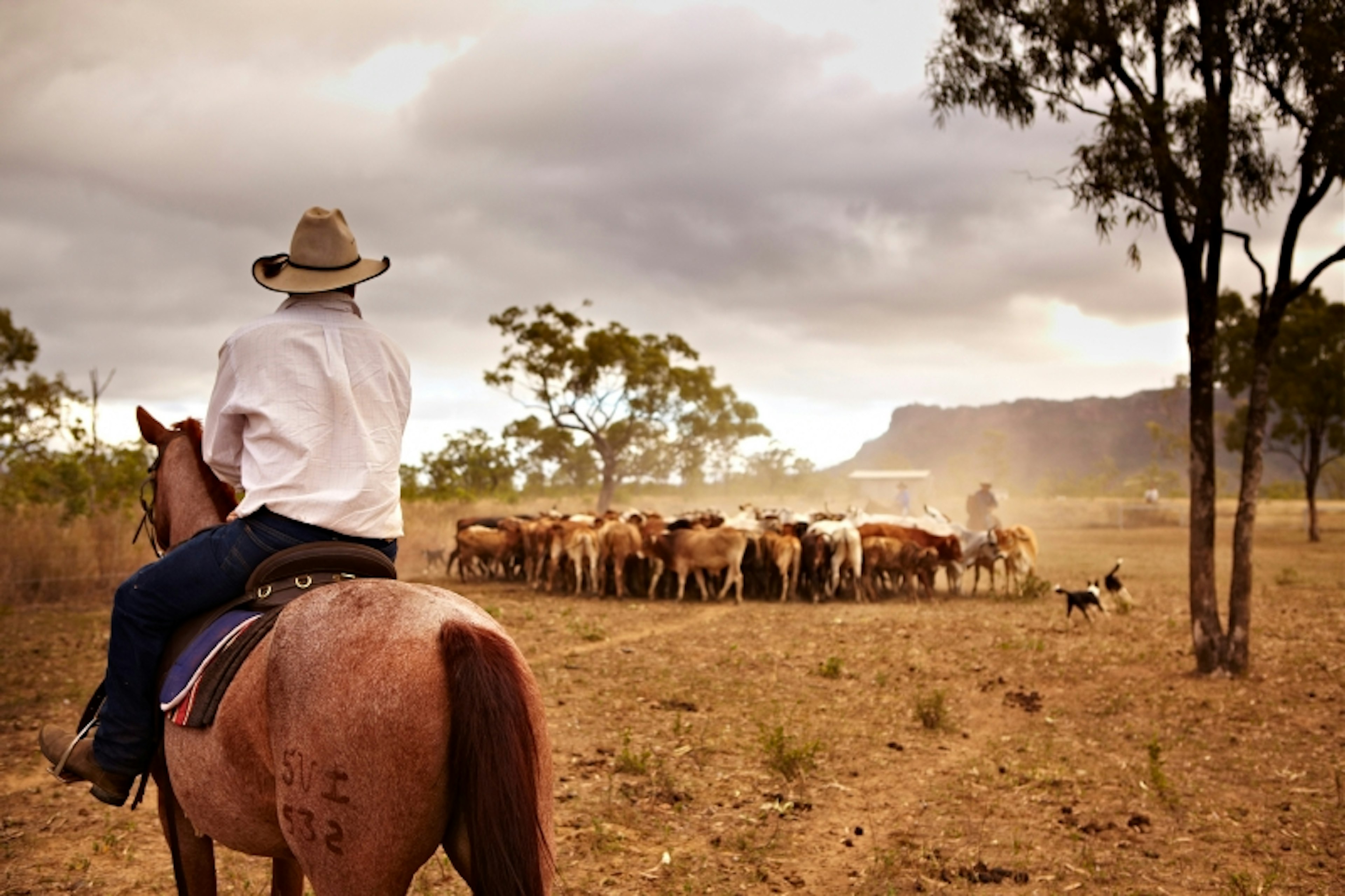 Mustering cattle in outback Queensland. Image by Matt Munro / ϰϲʿ¼ ©