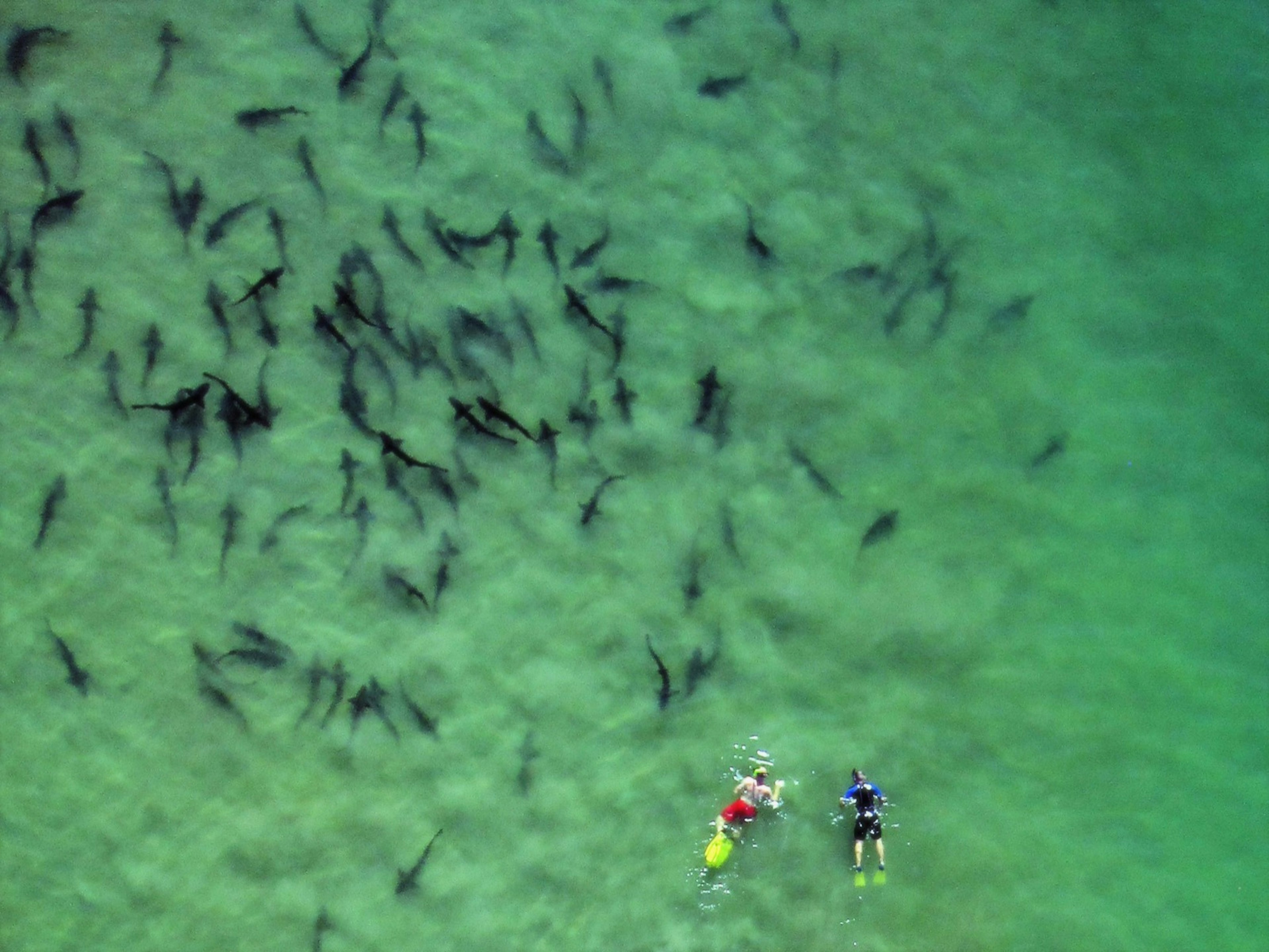 Two people snorkel with hundreds of sharks in green water photo taken from above