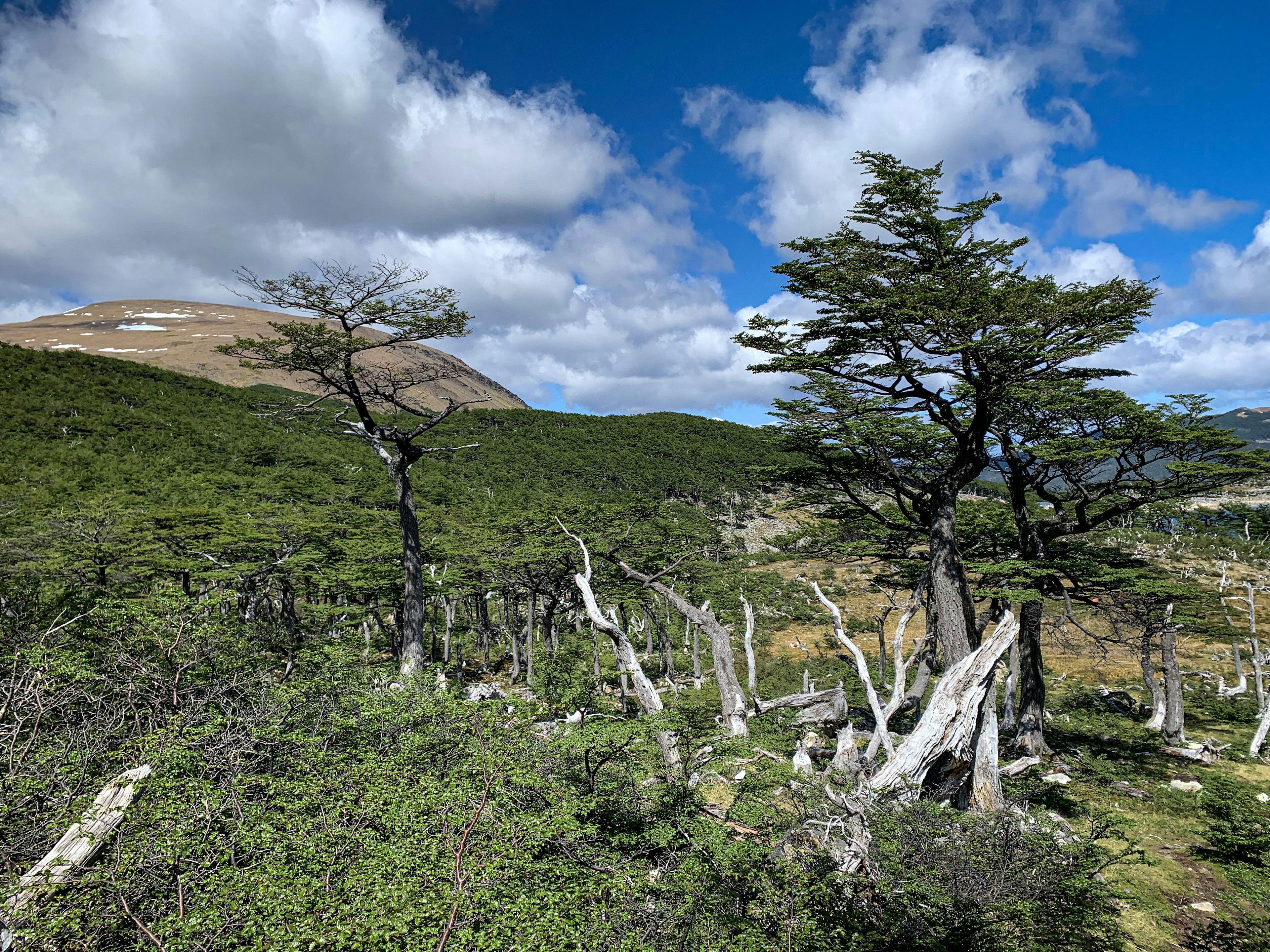 In a landscape of green shrubs, some trees have been stripped back to jagged stumps by beavers.