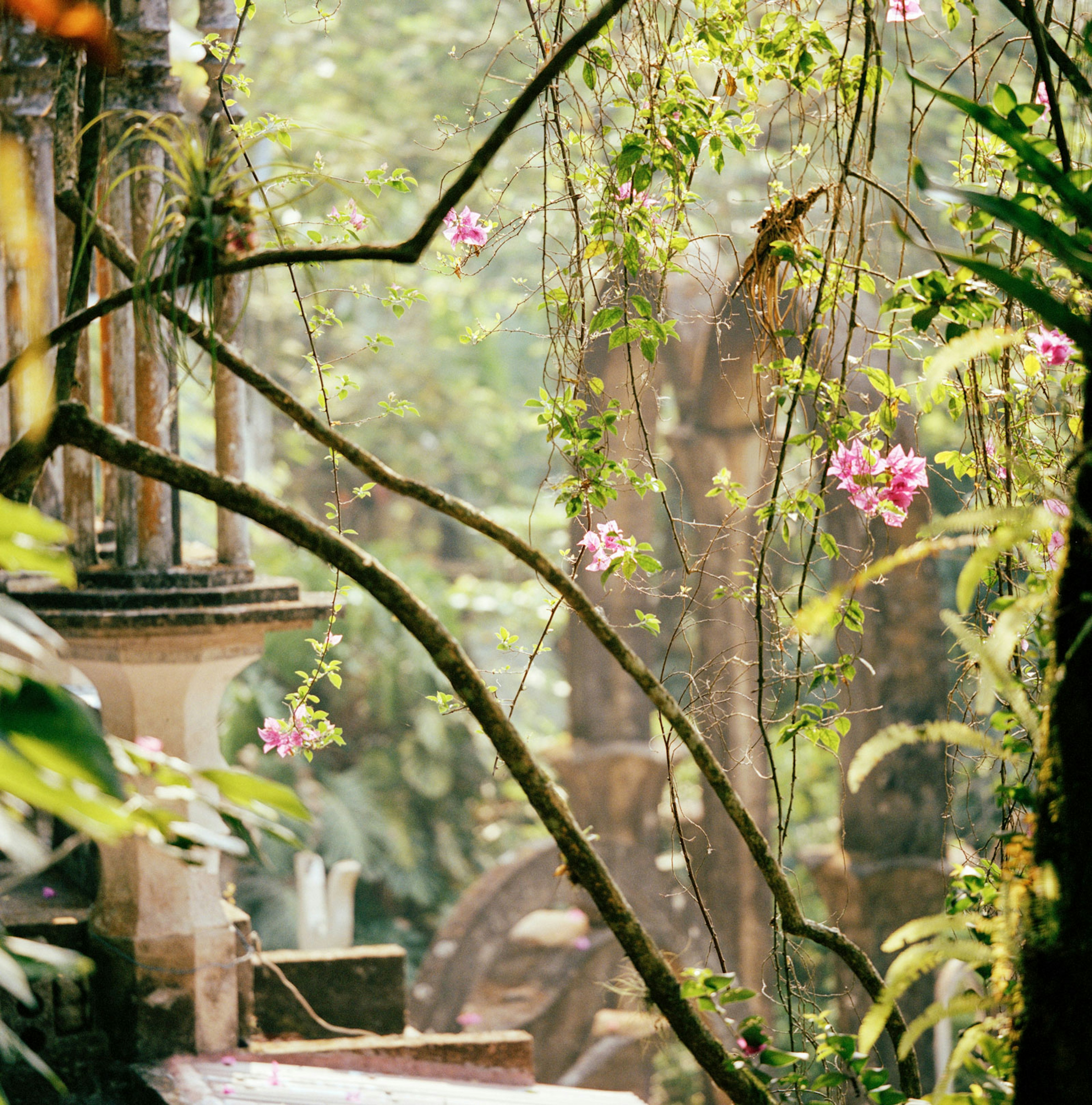 Vines dotted with pink flowers drape over old stone structures