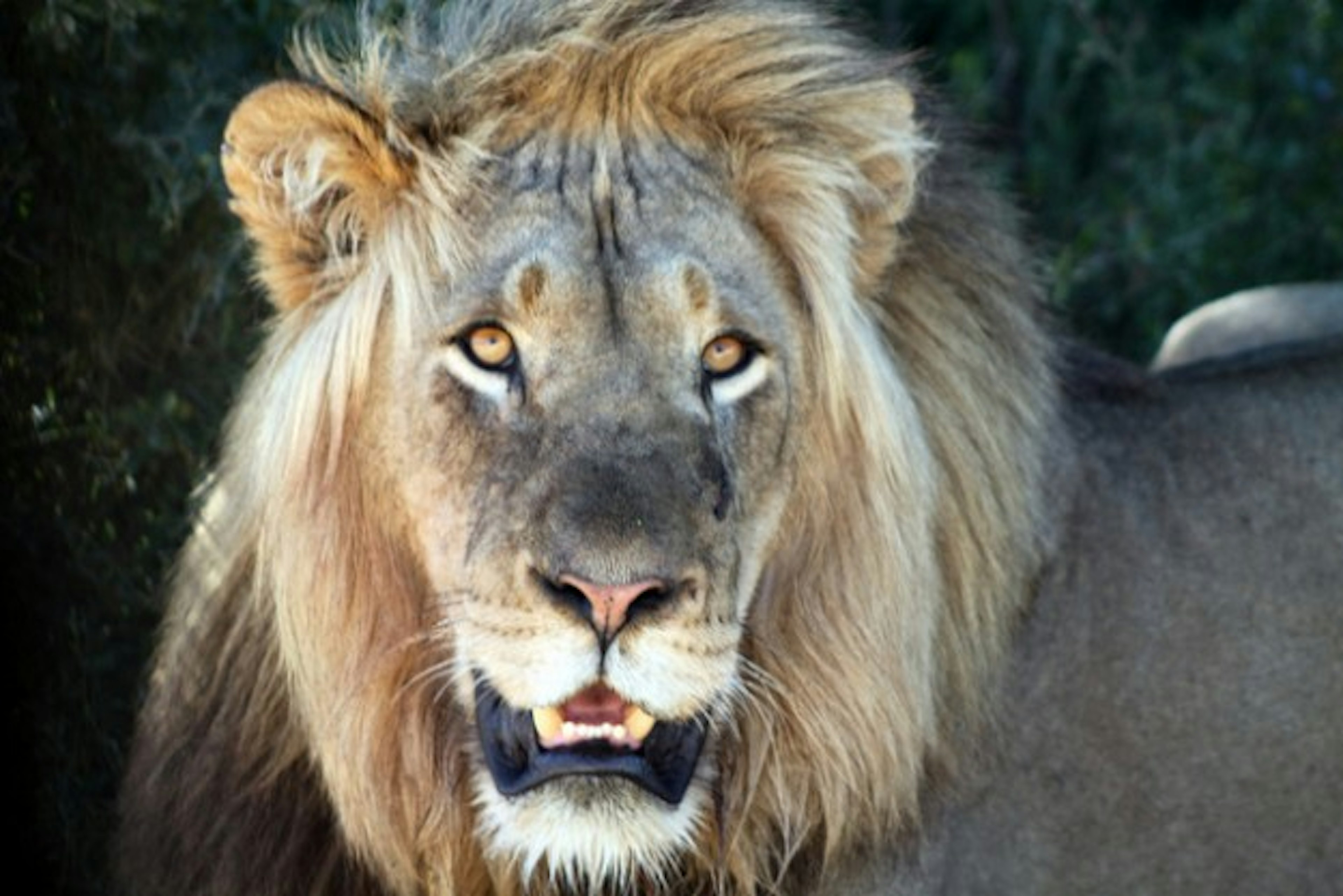 Lion at Addo Elephant Park