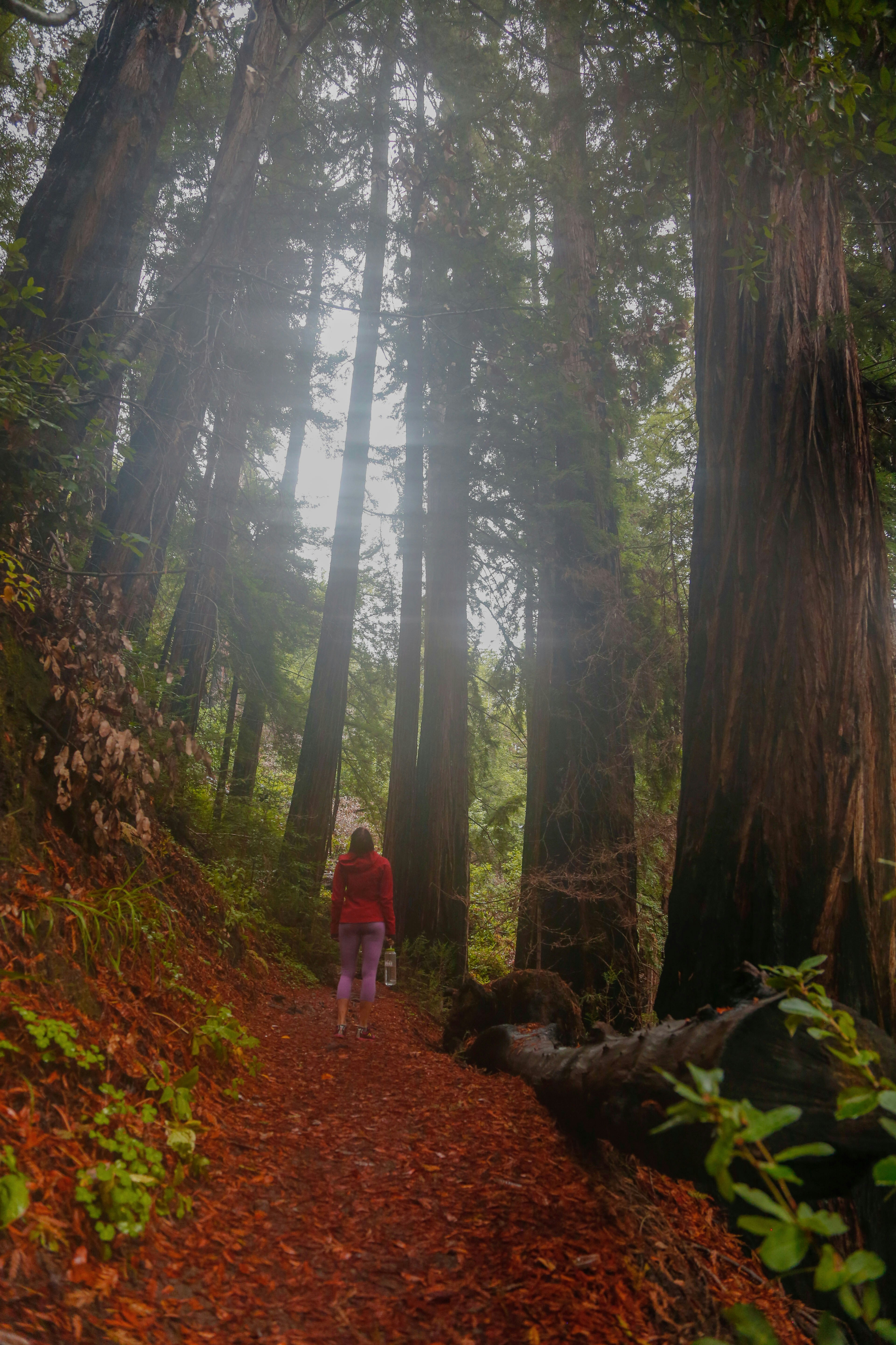 A woman stares up at towering redwood trees as she hikes in the Redwood forest in Big Sur