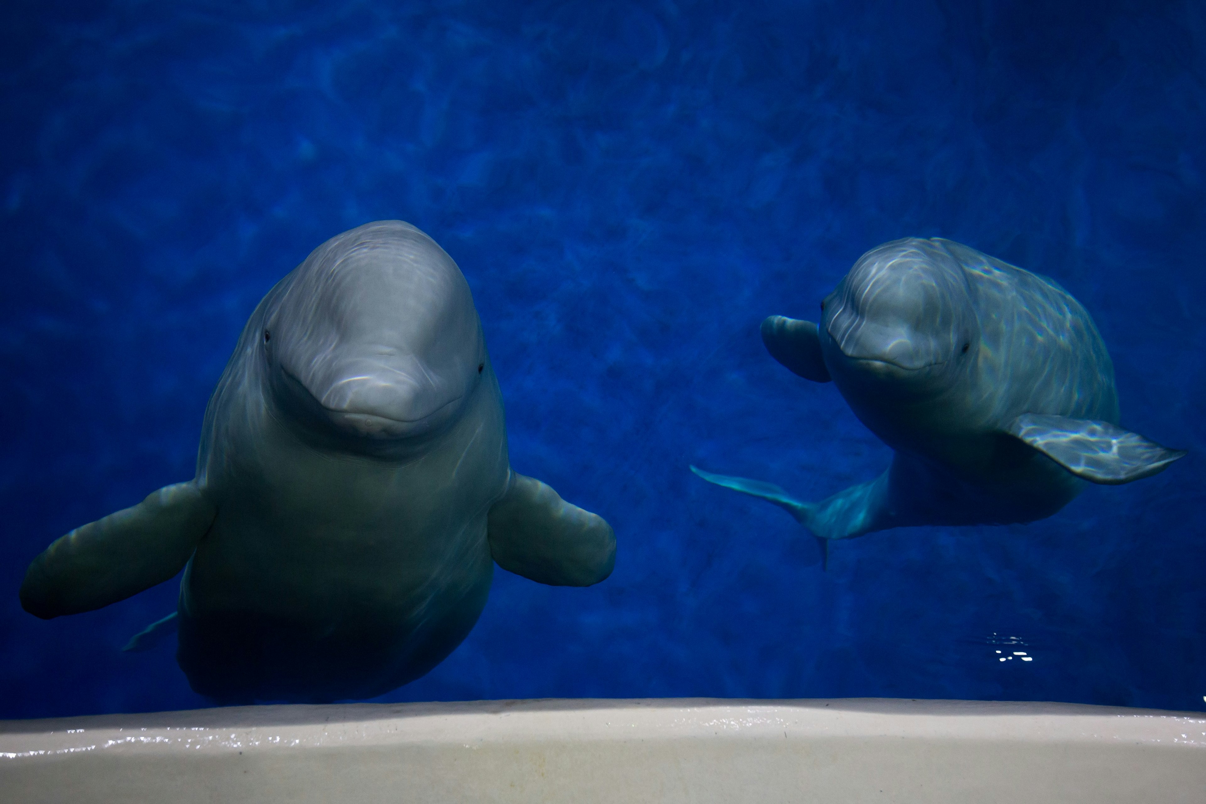 Little Grey and Little White at Ocean World, Shanghai