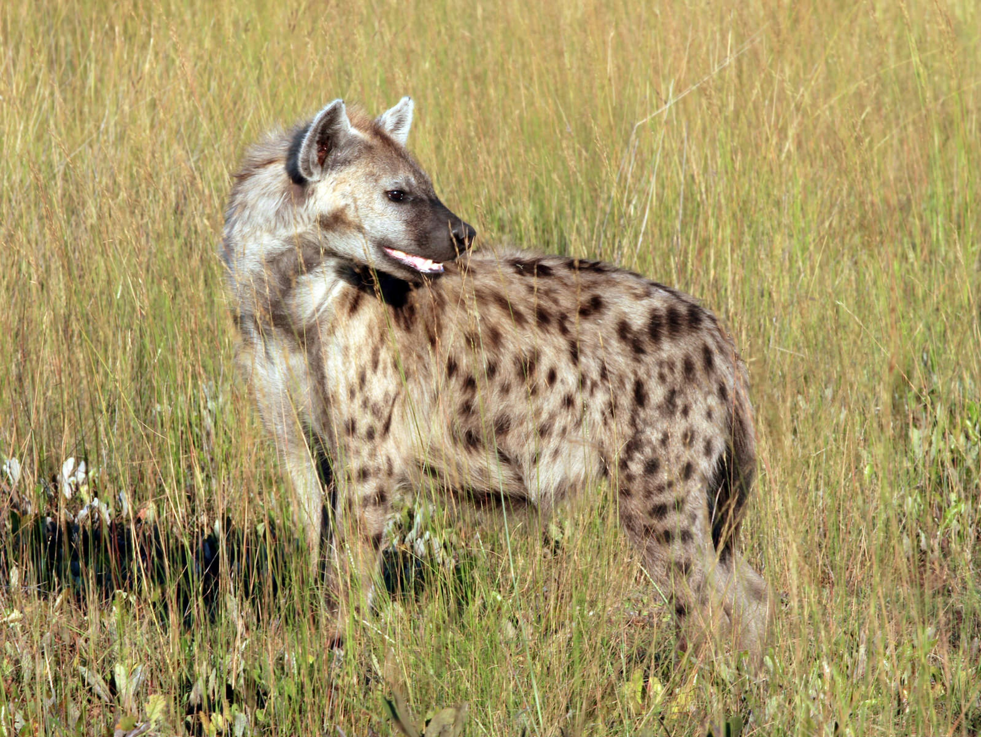 A spotted hyena on the Liuwa Plain with a very full stomach after feasting on a wildebeest © Will Whitford