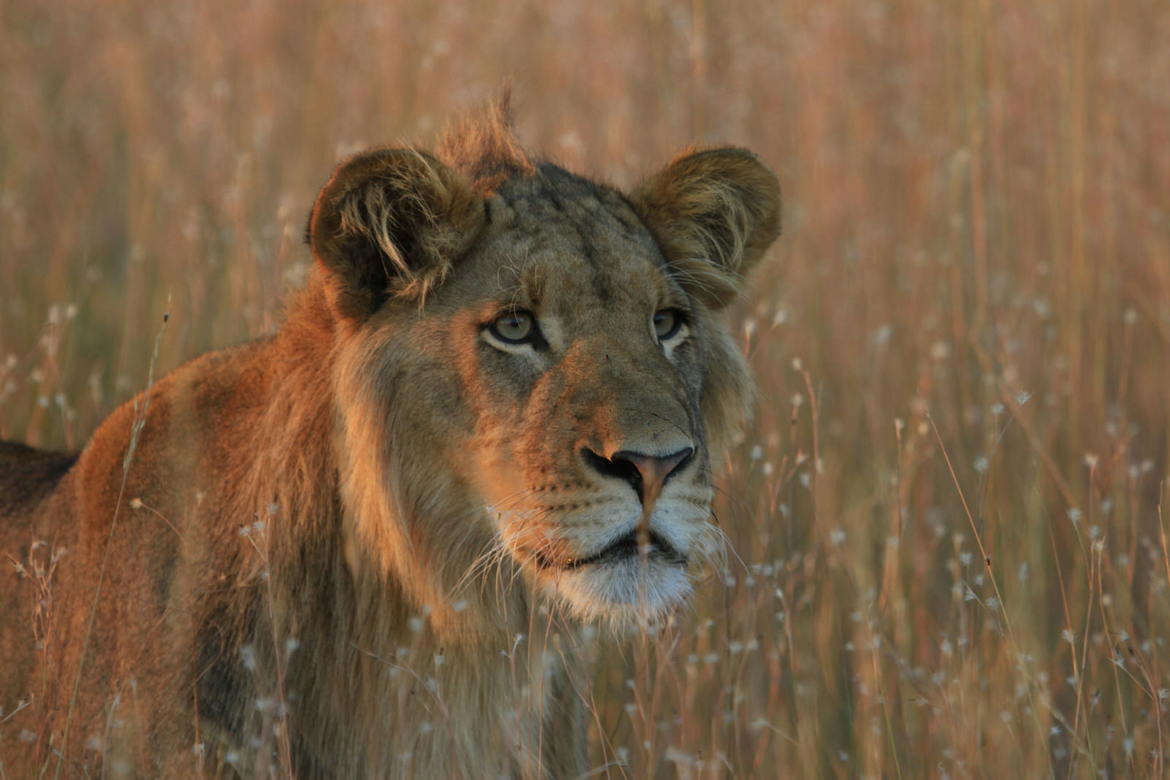 A young male lion sits in the late afternoon sun on Liuwa Plain, an incredible sight on any wildlife safari © Will Whitford