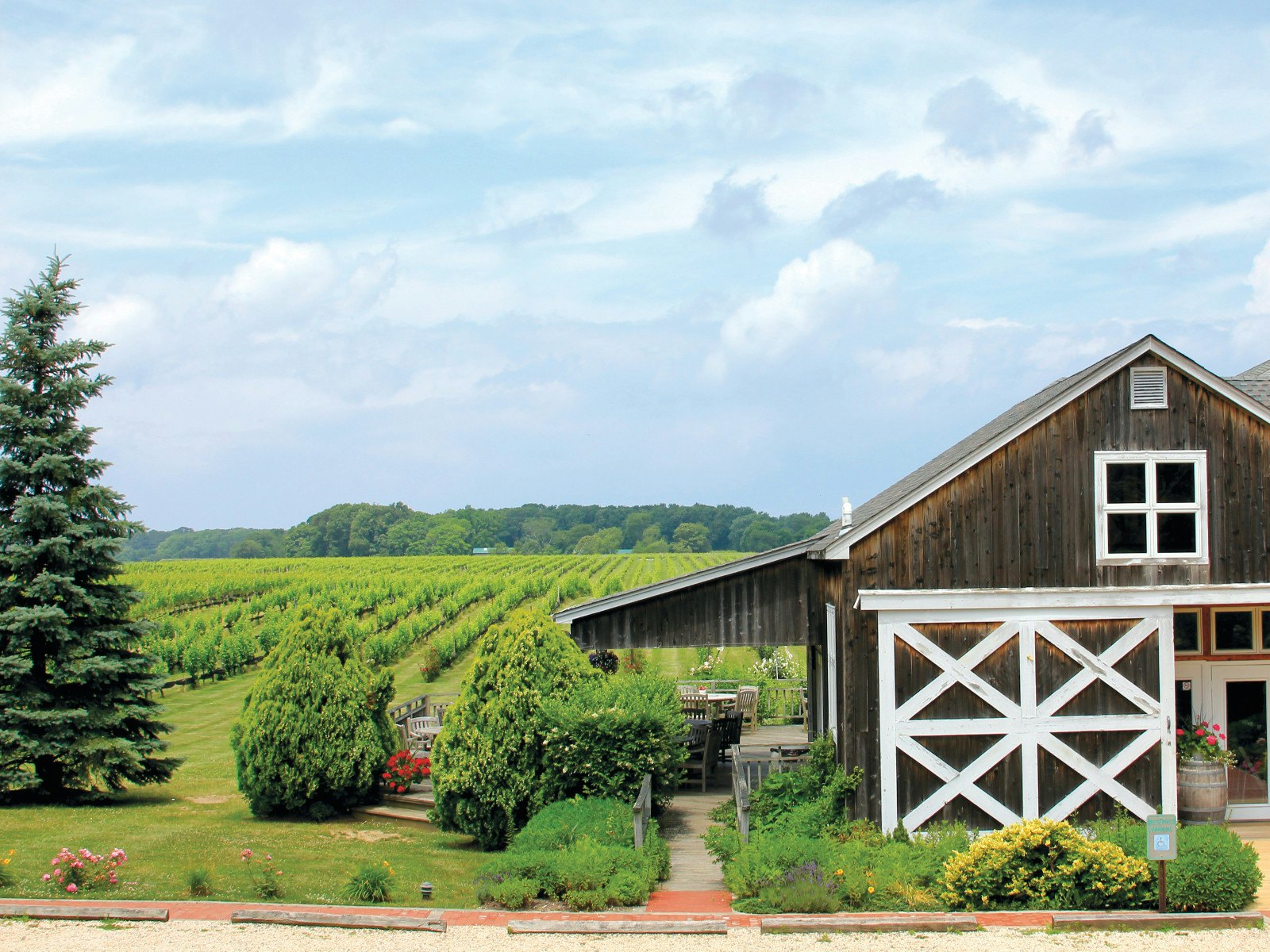 A traditional Long Island vineyard