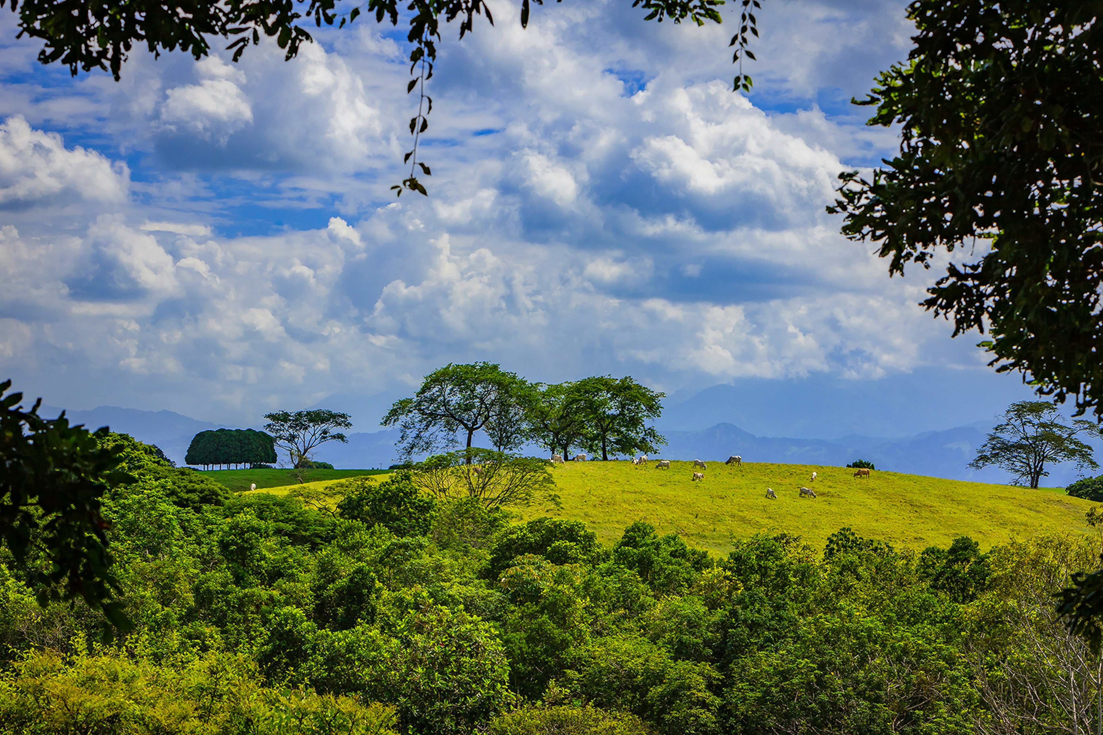 A verdant hillside in Colombia's Los Llanos region © ChandraDhas / Getty Images