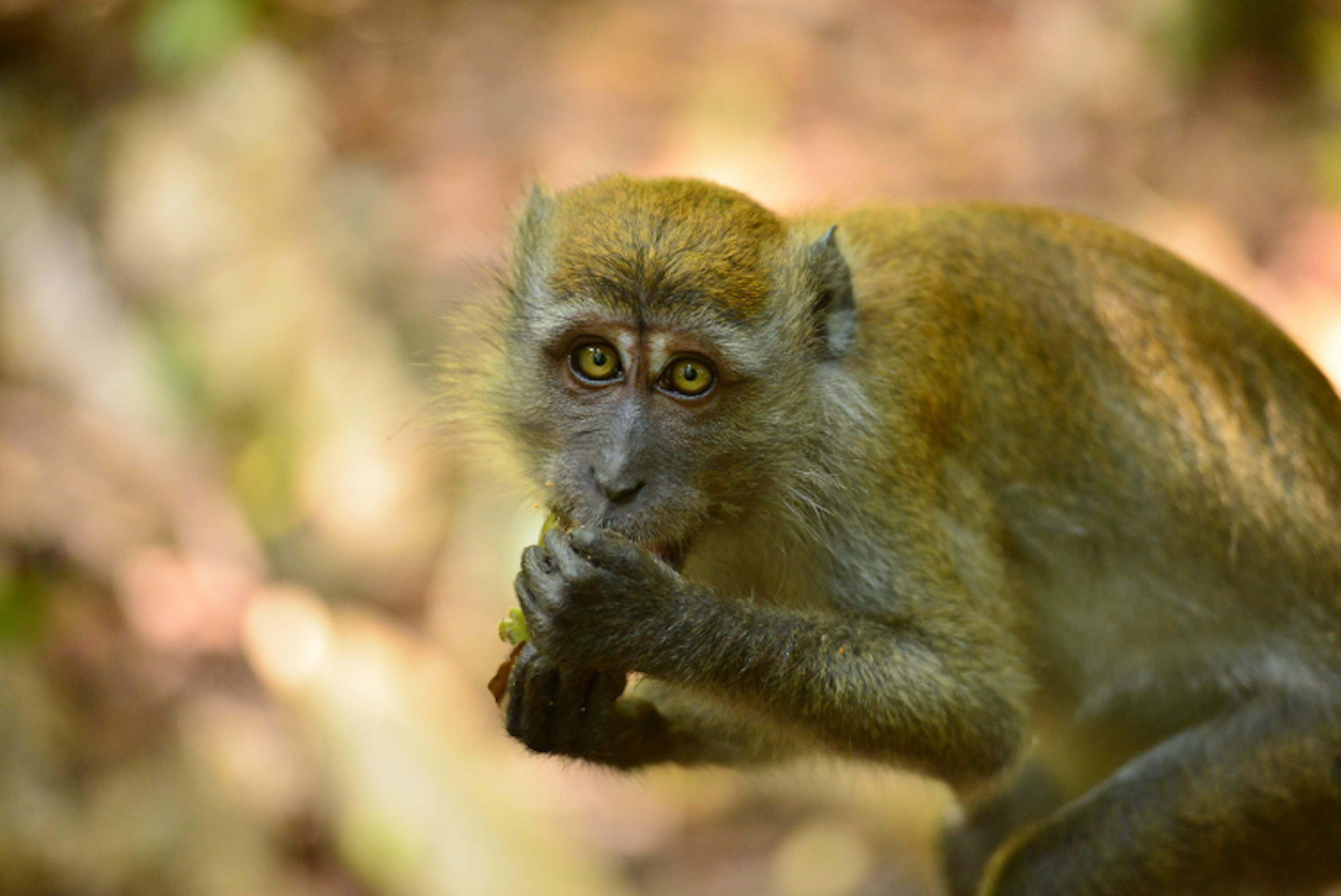 Macaque, Bukit Timah Nature Reserve, Singapore. Image by Nicolas Lannuzel CC BY-SA 2.0