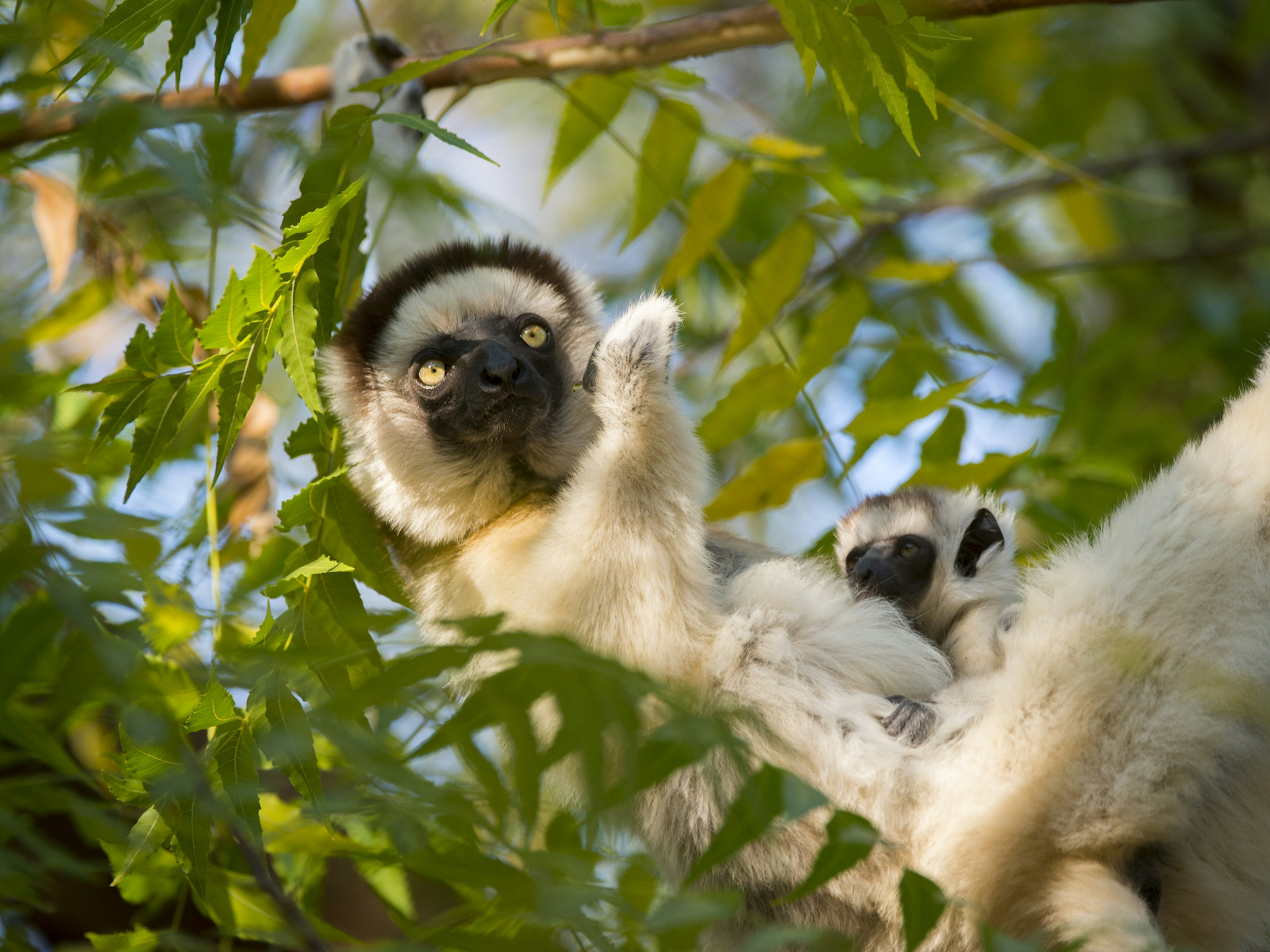 A mother lemur lies back among branches while a baby rests on her tummy