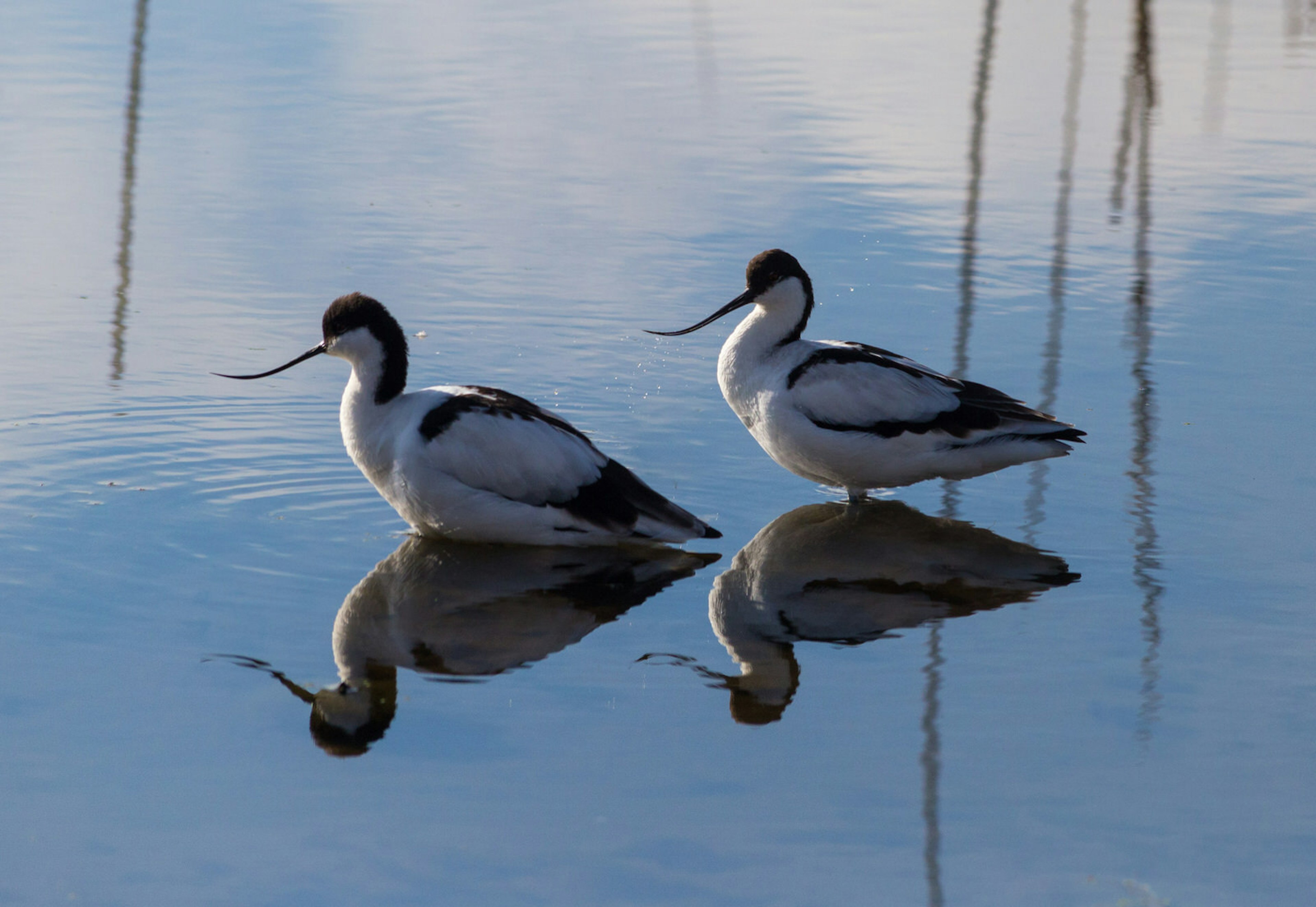 Two black-and-white birds sitting in water, with their reflection clear; the heads and long, slender upturned beaks are black, as well as the outer portions of their wings, while the rest of their plumage is white