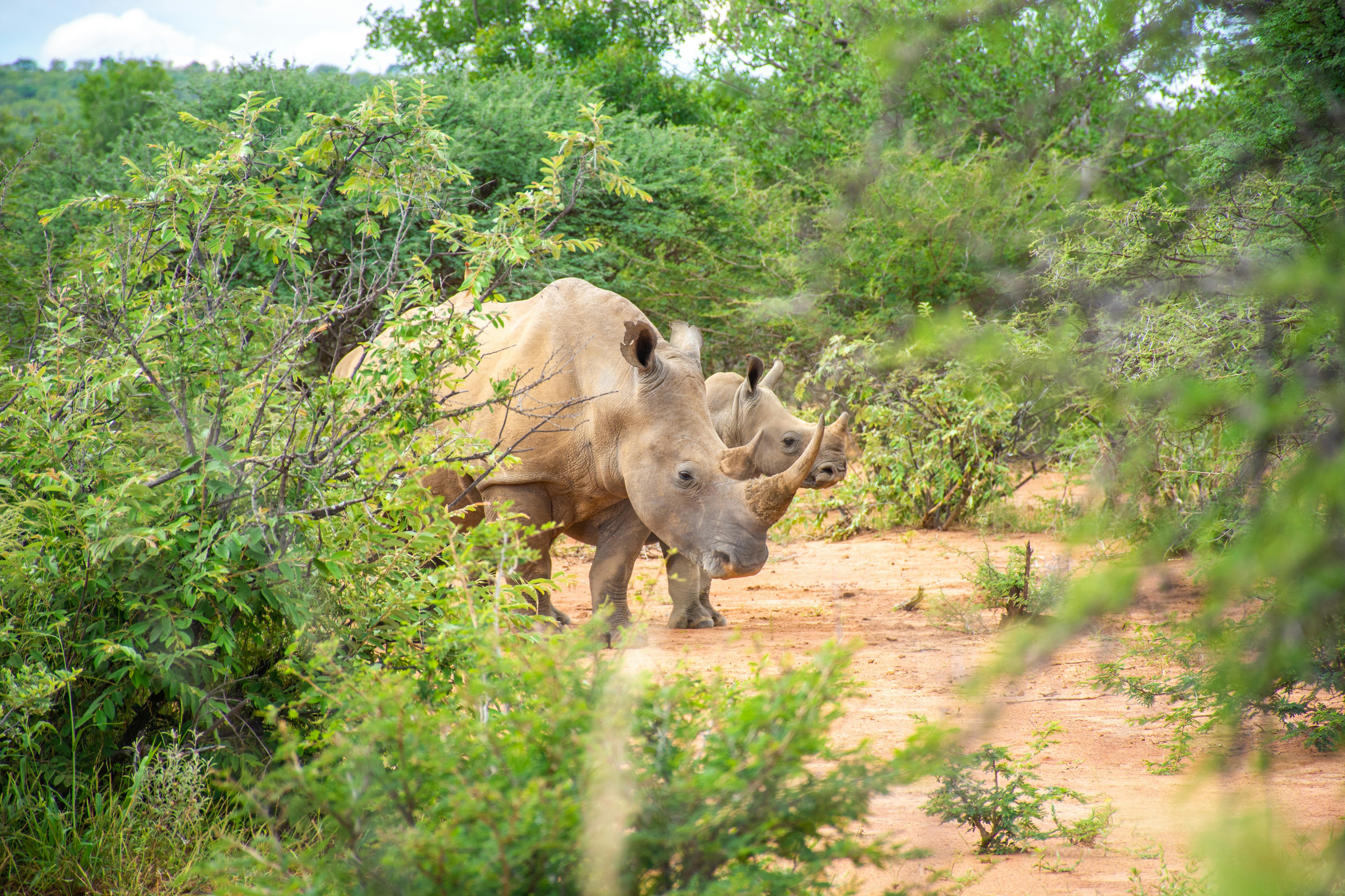 Two rhinoceros peak out of the bush on a walking safari in Botswana