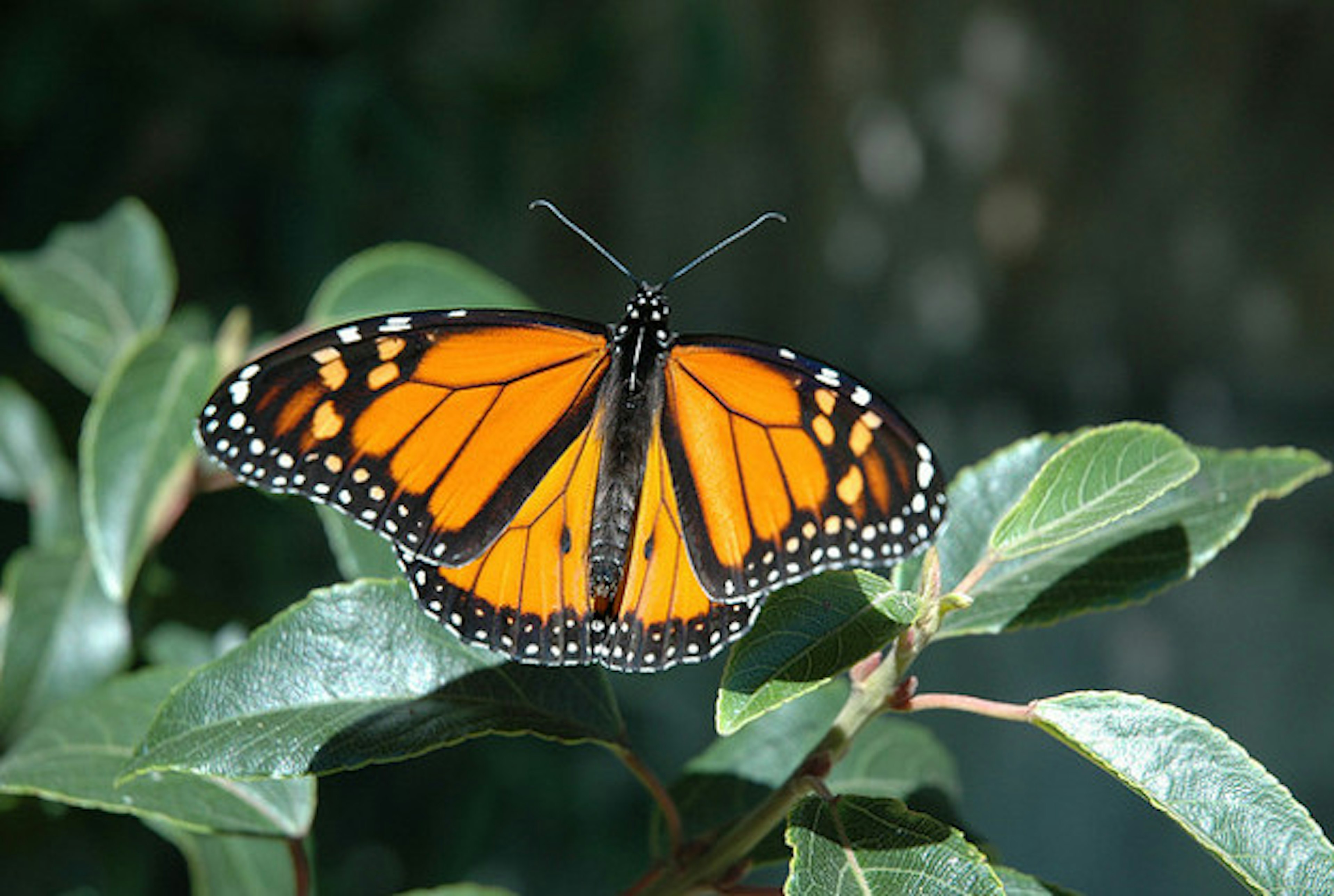 Monarch butterfly.