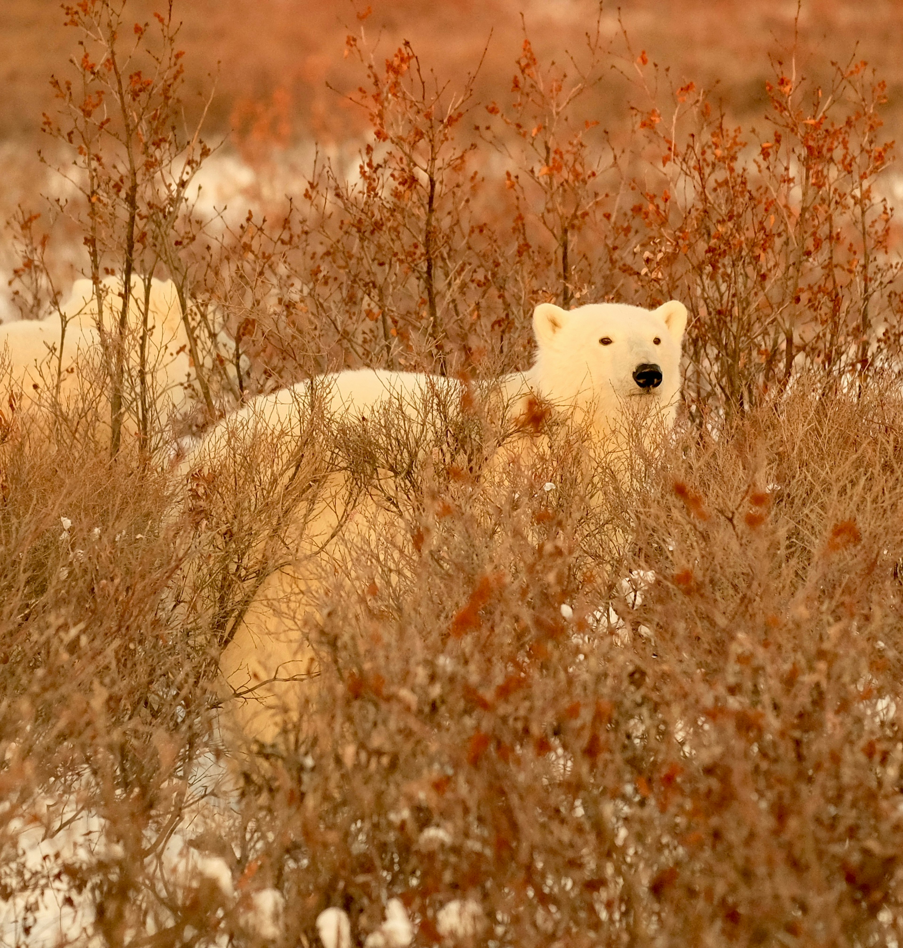 A mother polar bear raises her head above willow branches, while her cub is just visible behind. The scene is bathed in golden light