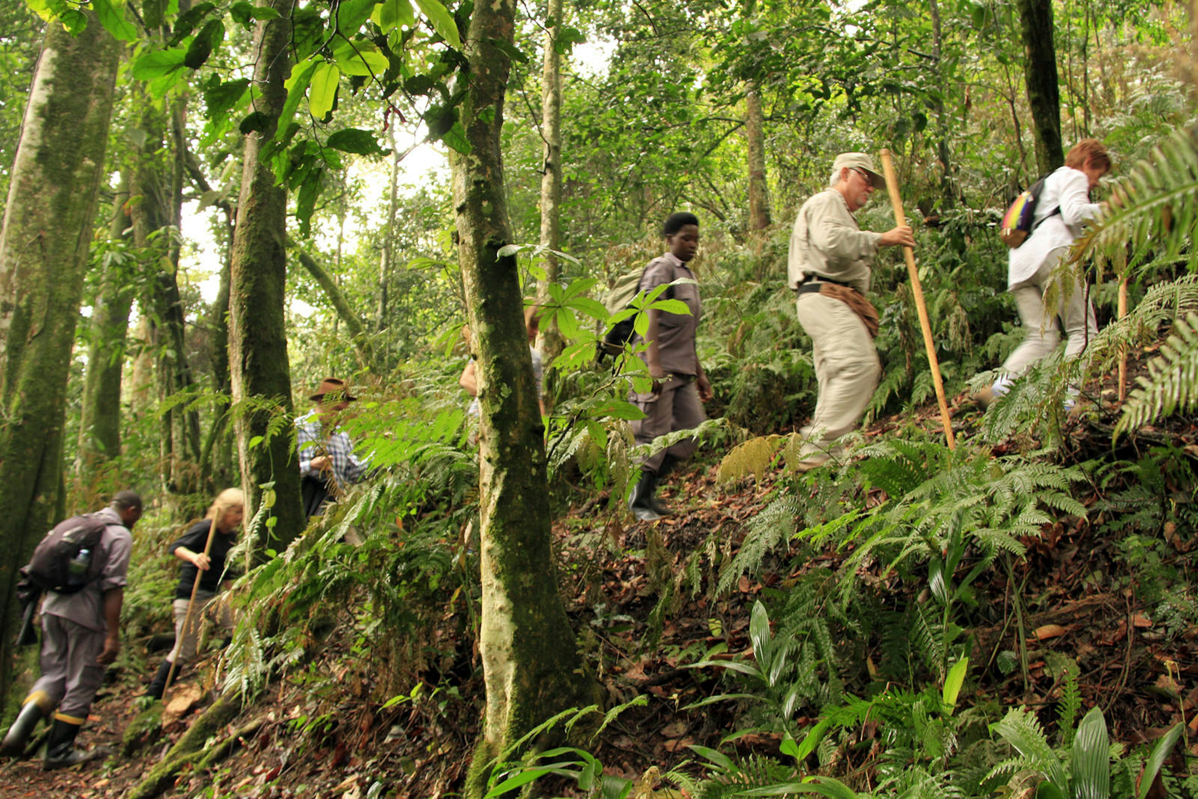 A group of tourists use walking sticks to trek to a gorilla group in the dense forest of Bwindi Impenetrable National Park in Uganda © Will Whitford / Lonely Planet