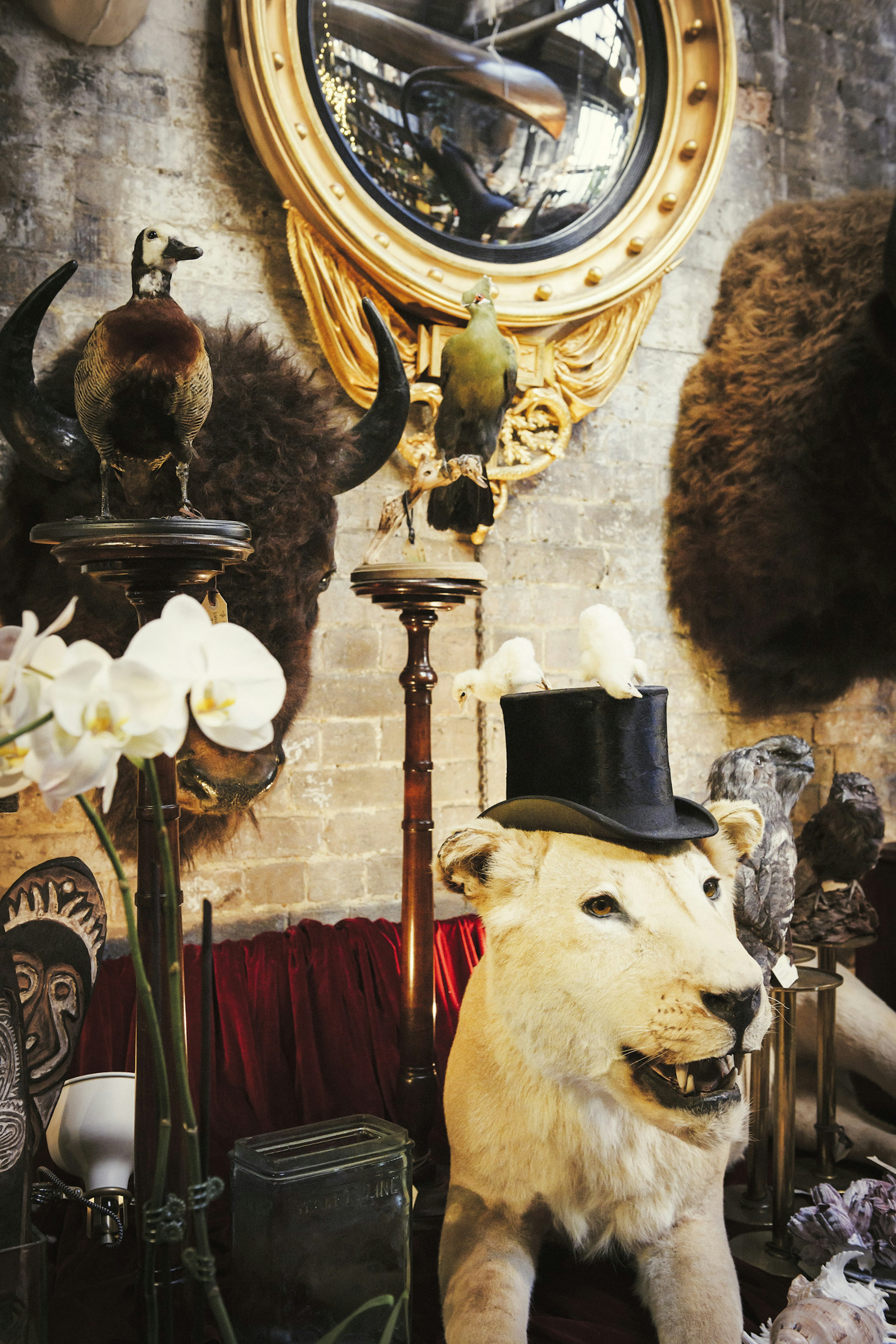 Vintage taxidermy on display at Seasonal Concepts in Redfern