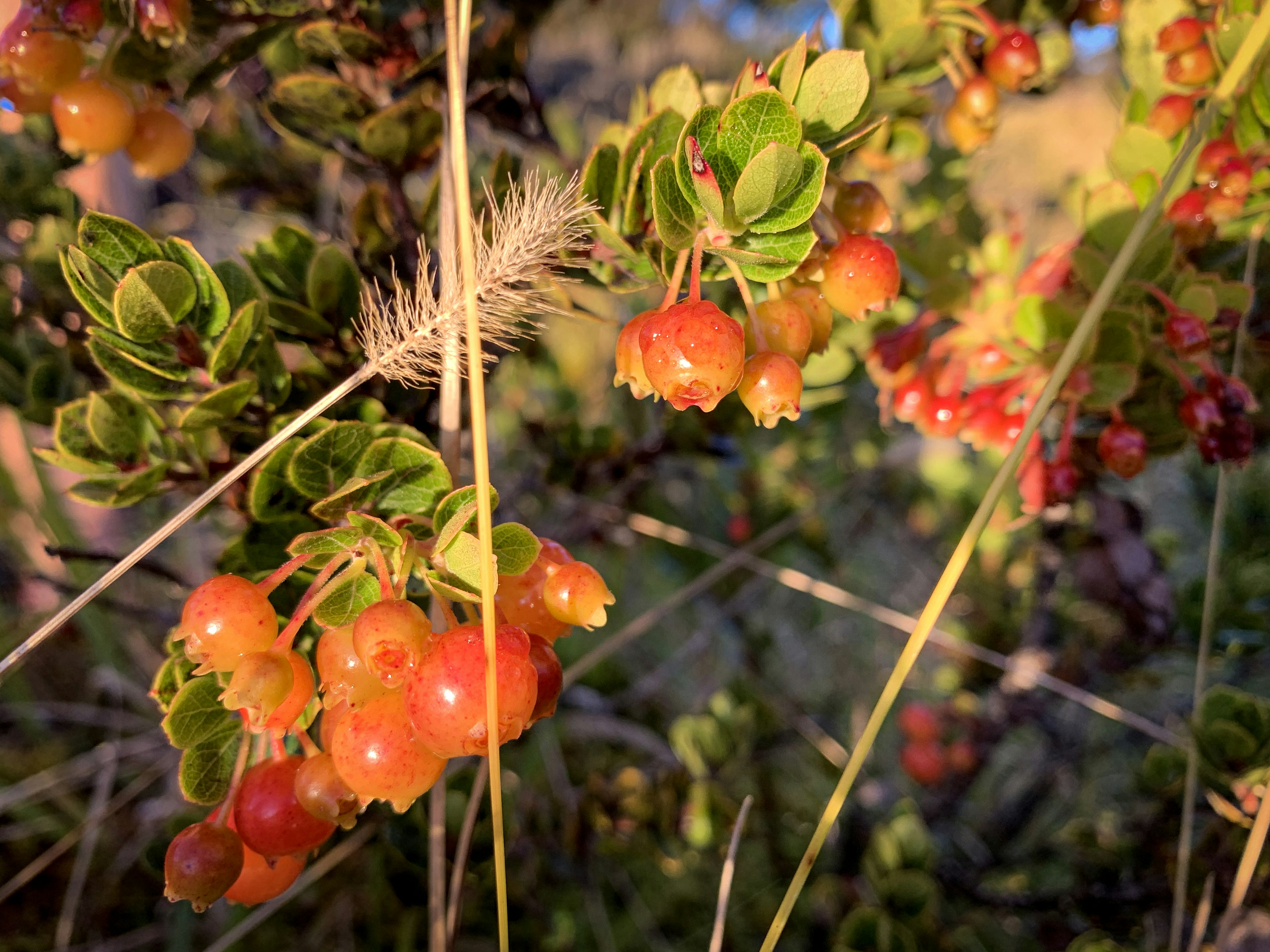 Red and orange ōhelo berries on a branch